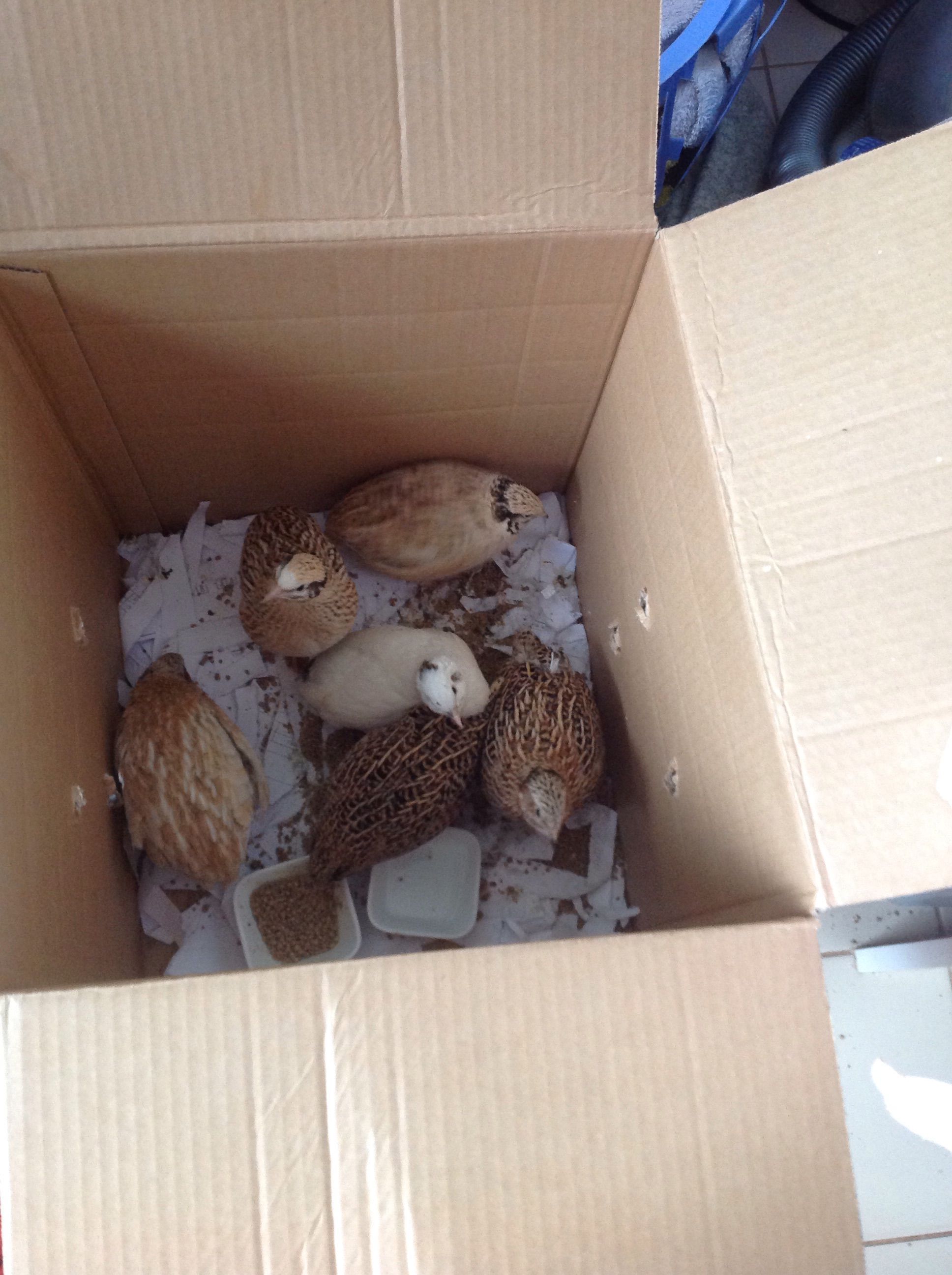 My new quails, just from the Fodder!