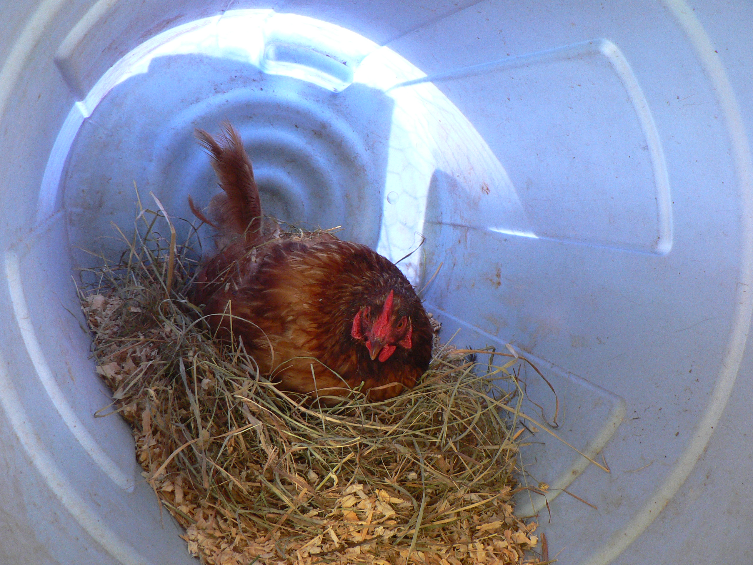 my new RIR girl - she was getting singled out by a big rooster up the road so I bought her. She will now have the whole winter to relax before she meets up with another rooster :)