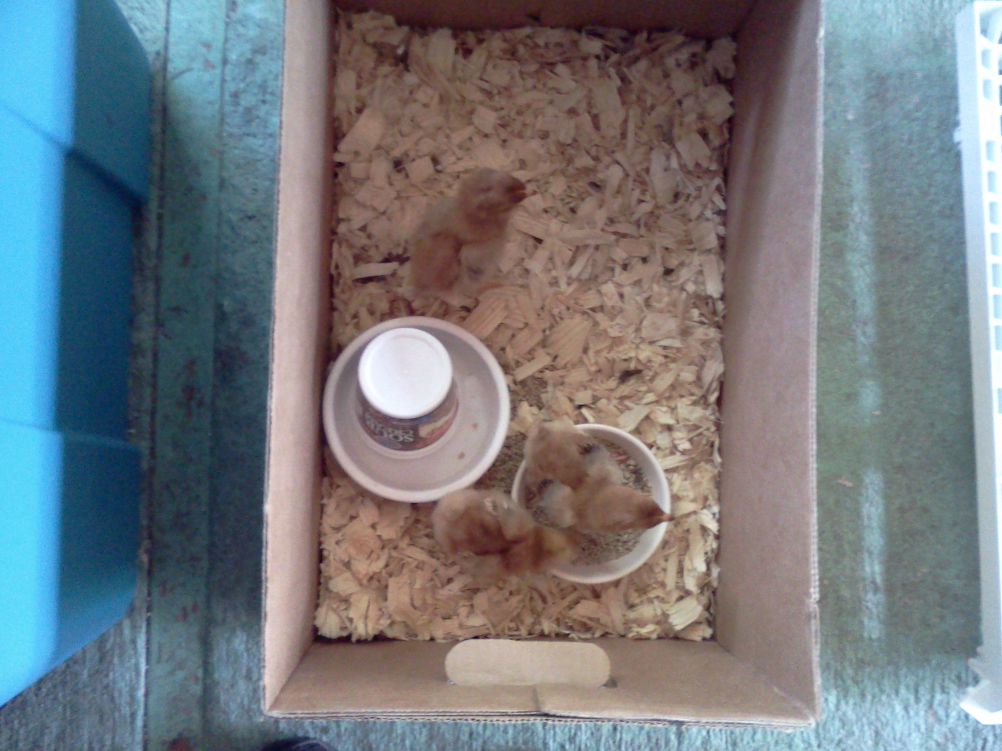 My new RIR hens that are a week old today!