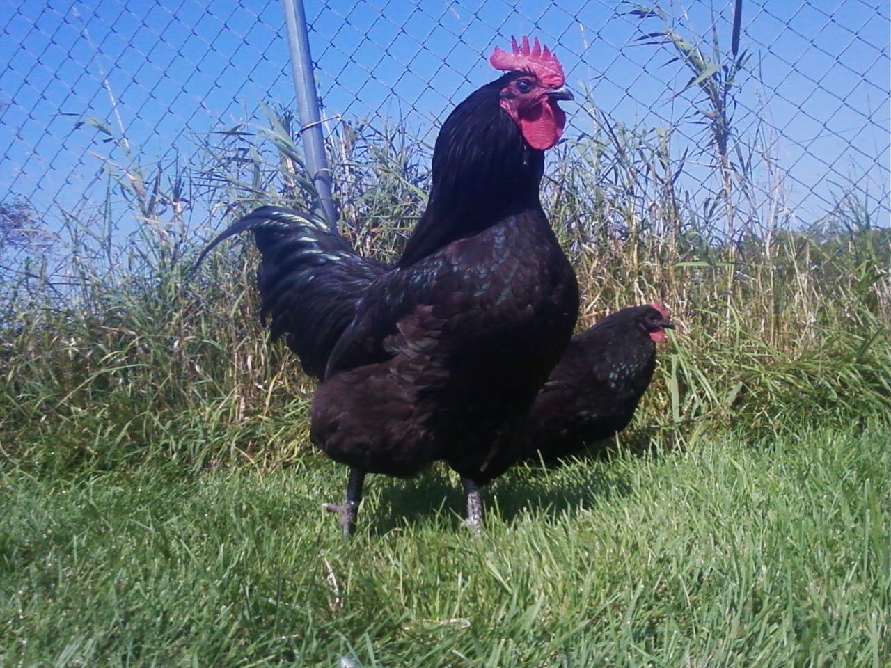 My new Rooster Mick. Duane Urch  lines