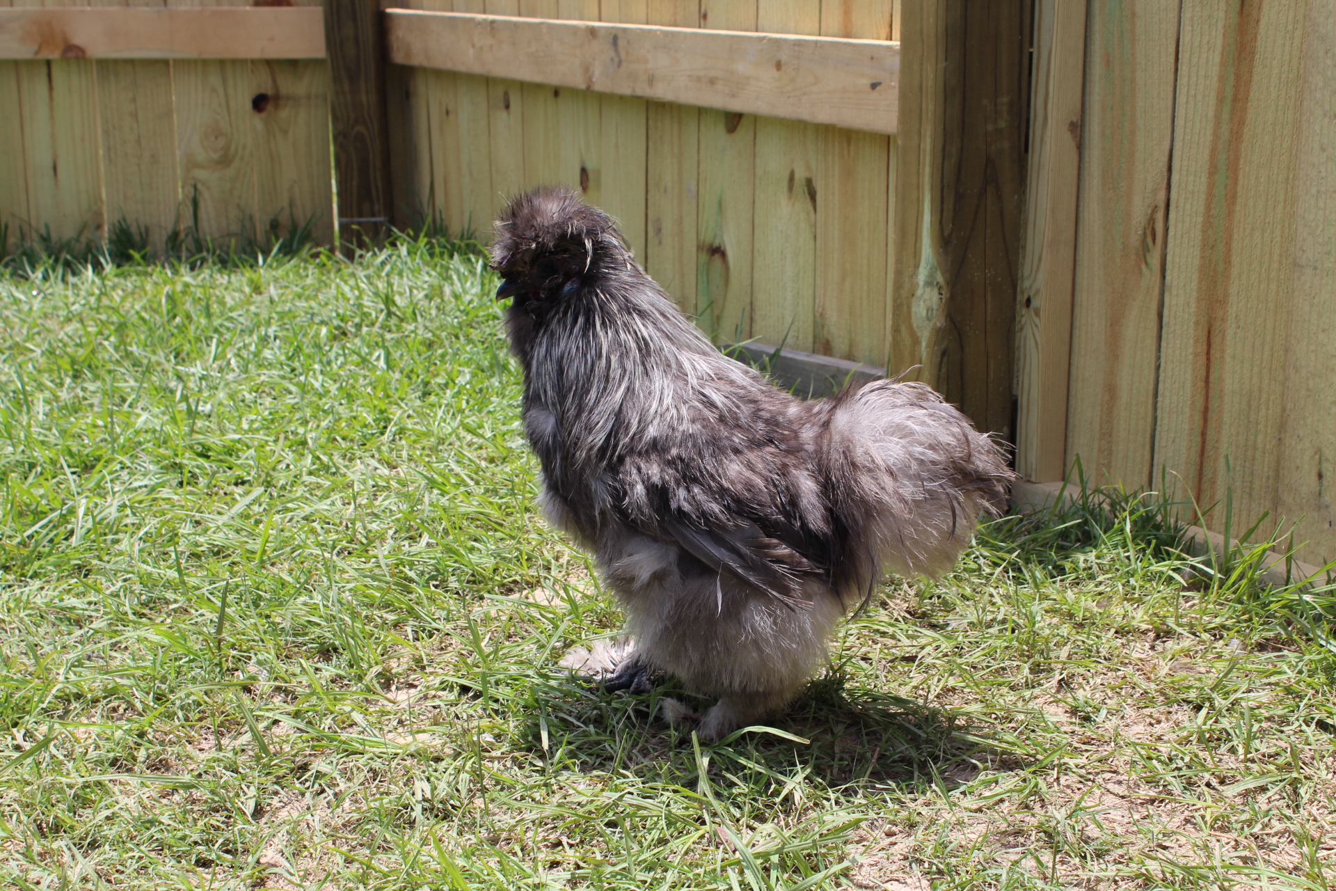 my new rooster :)