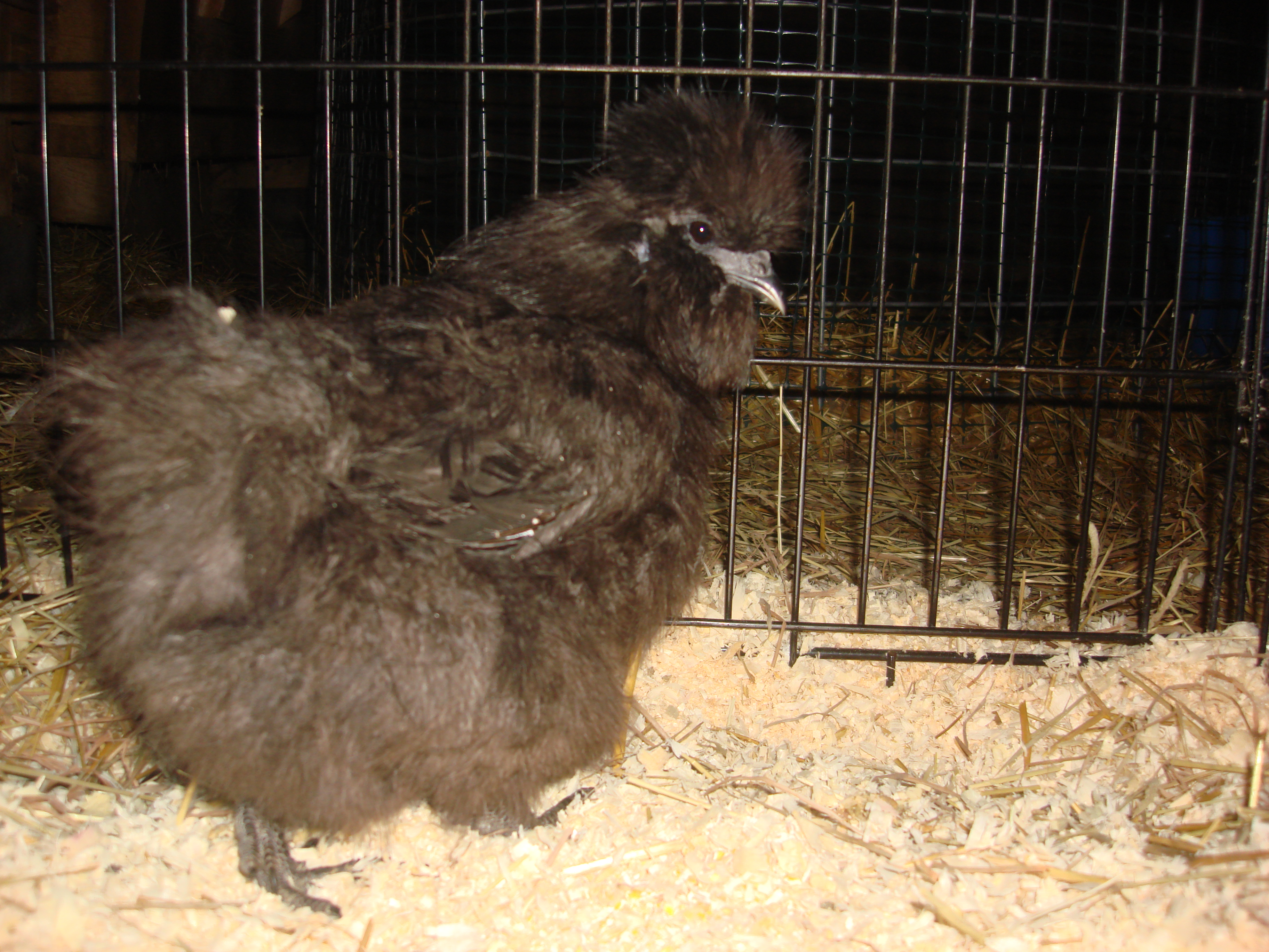 my new silkie hen!