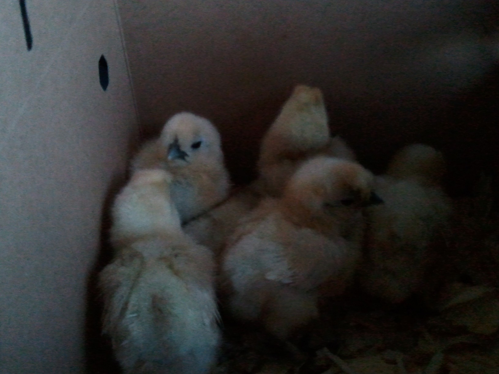 My new silkies