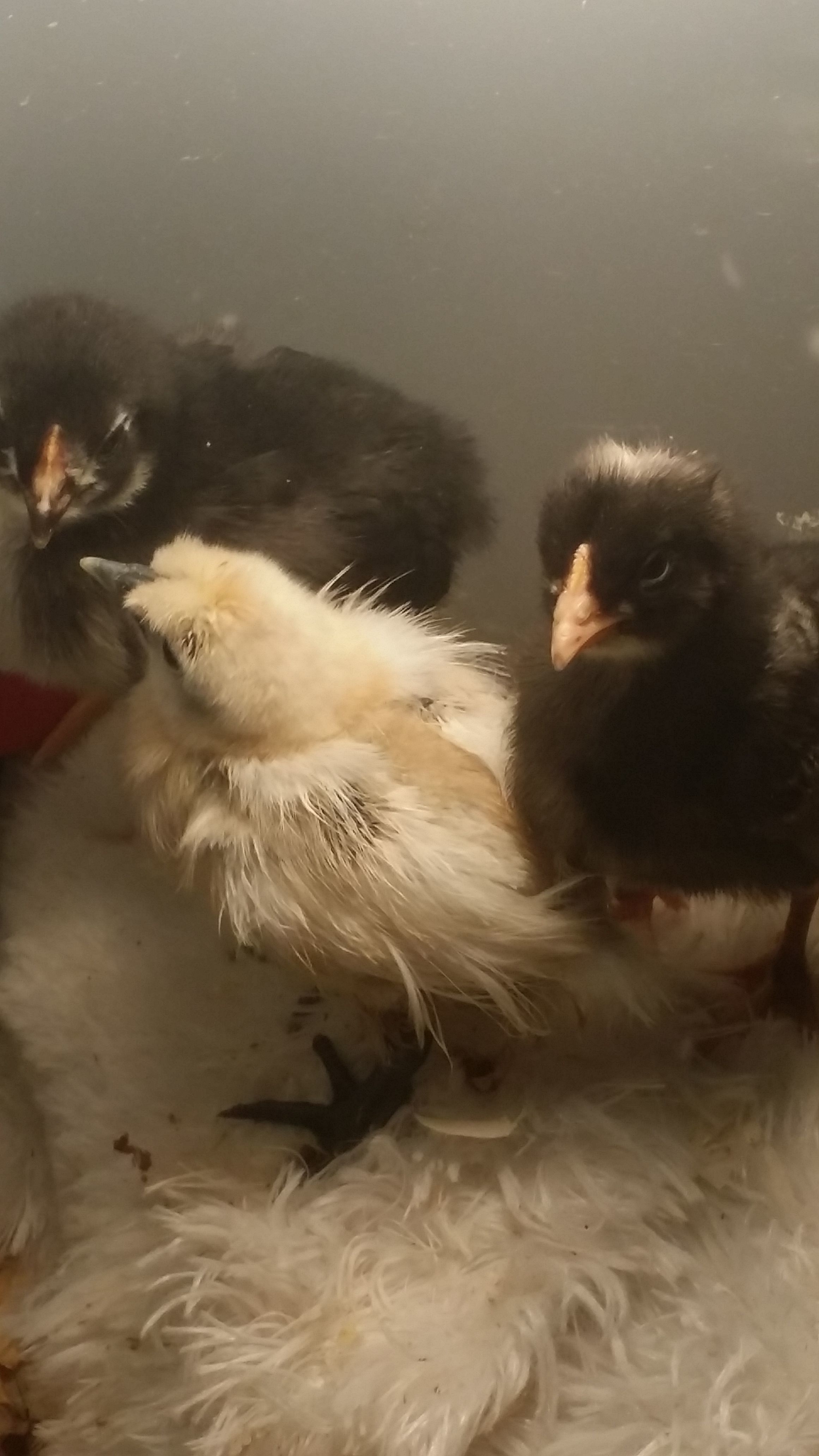My new silkies