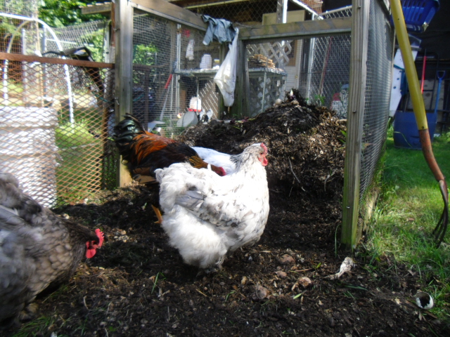My newbies from BYC member "humphreyfarms"