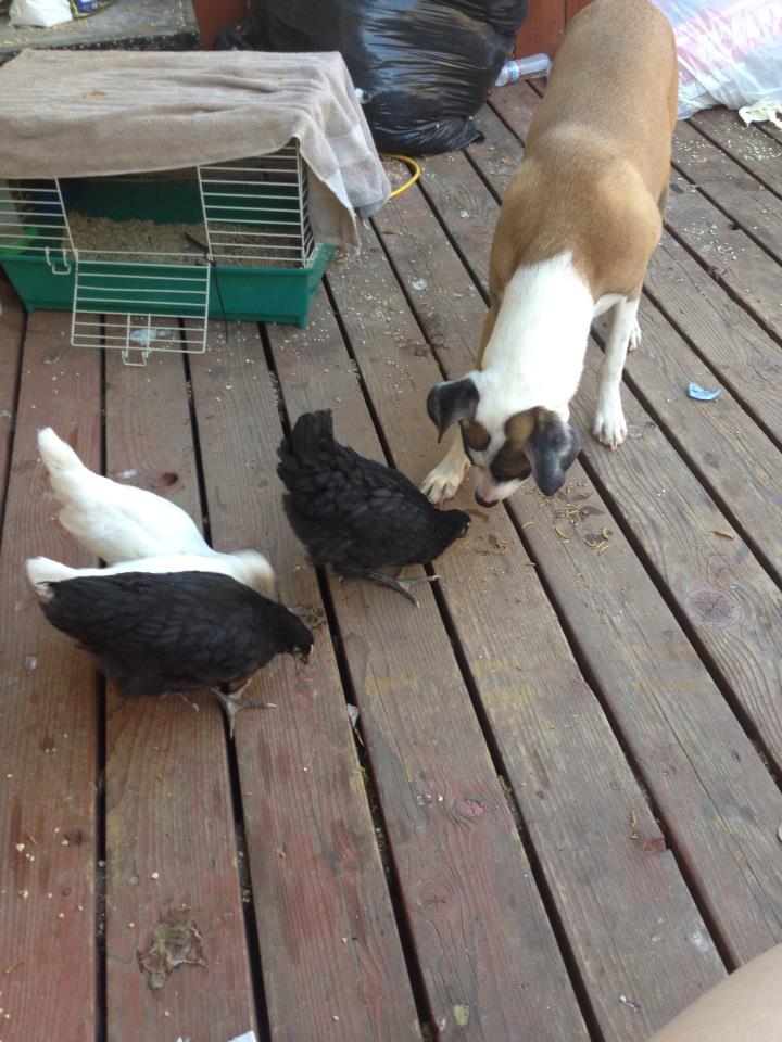 *
my newest additions hanging out with Doug