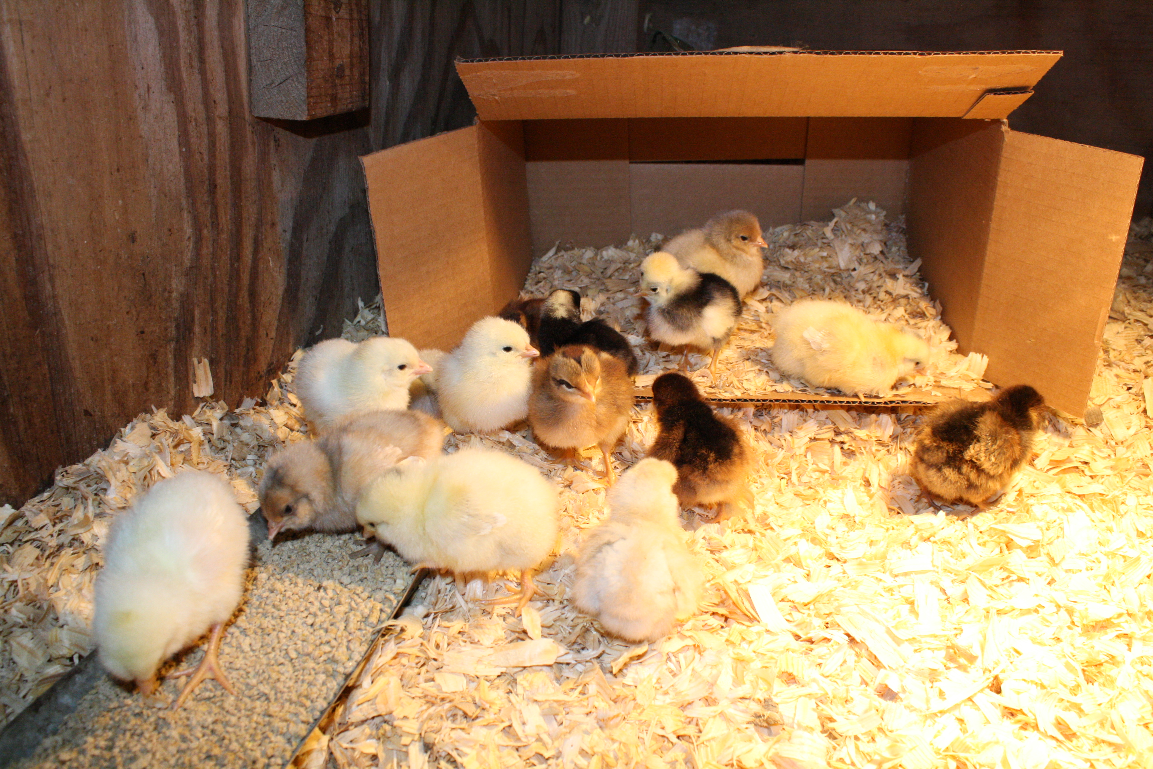 My newest additions to the flock! 2 Delaware-Hamshires, 3 White Leghorns, 1 Brown Leghorn, 4 Americaunas, 1 White-crested Black Polish, 2 Buff/White Silkies, 1 Partridge Cochin, and 2 possible Sebrights?