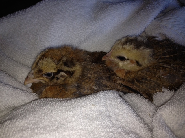 My newest additions; Two Americauna chicks(?) Marmalade and Ginger.