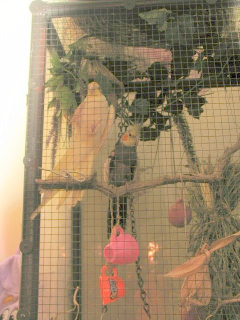My newest adoptee (grey) cockatiel that I've named "Cat" due to his cat call whistle. He's plucked over half his feathers out prior to coming home to live with us. He was pretty much "unadoptable" at the Humane Society due to the featherless state he was in. So I took him and placed him with my yellow Cockatiel. He's already learned better grooming habits and its still a question as to whether he will ever get feathers back in the nude zones of his body. But he's in a warm spot in the house, in a large aviary and sings and chatters away with his companion Cookie.