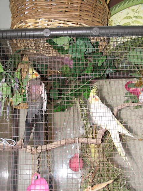 My newest adoptee (grey) cockatiel that I've named "Cat" due to his cat call whistle. He's plucked over half his feathers out prior to coming home to live with us. He was pretty much "unadoptable" at the Humane Society due to the featherless state he was in. So I took him and placed him with my yellow Cockatiel. He's already learned better grooming habits and its still a question as to whether he will ever get feathers back in the nude zones of his body. But he's in a warm spot in the house, in a large aviary and sings and chatters away with his companion Cookie.