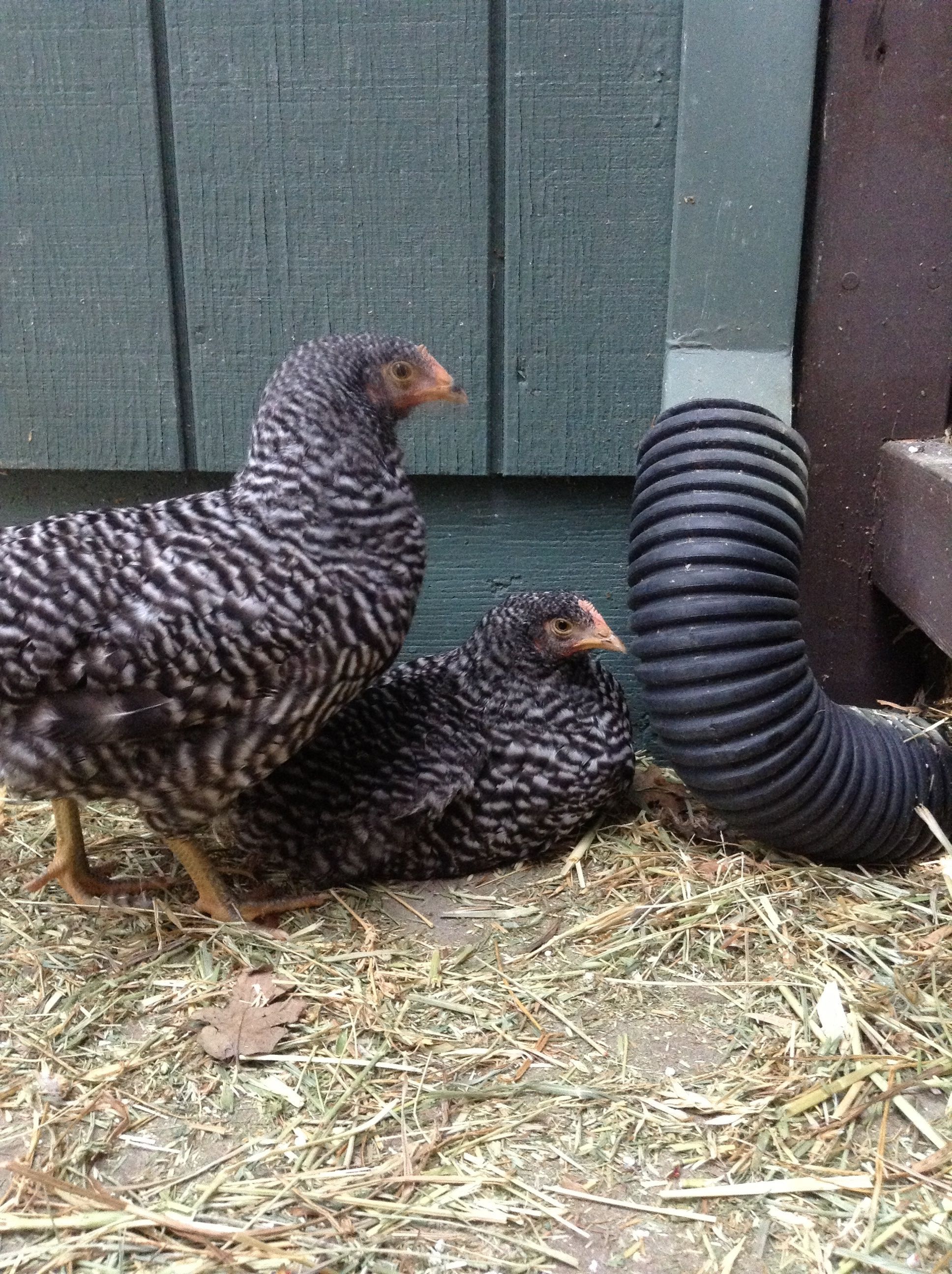 My newest Barred Rock pullets.