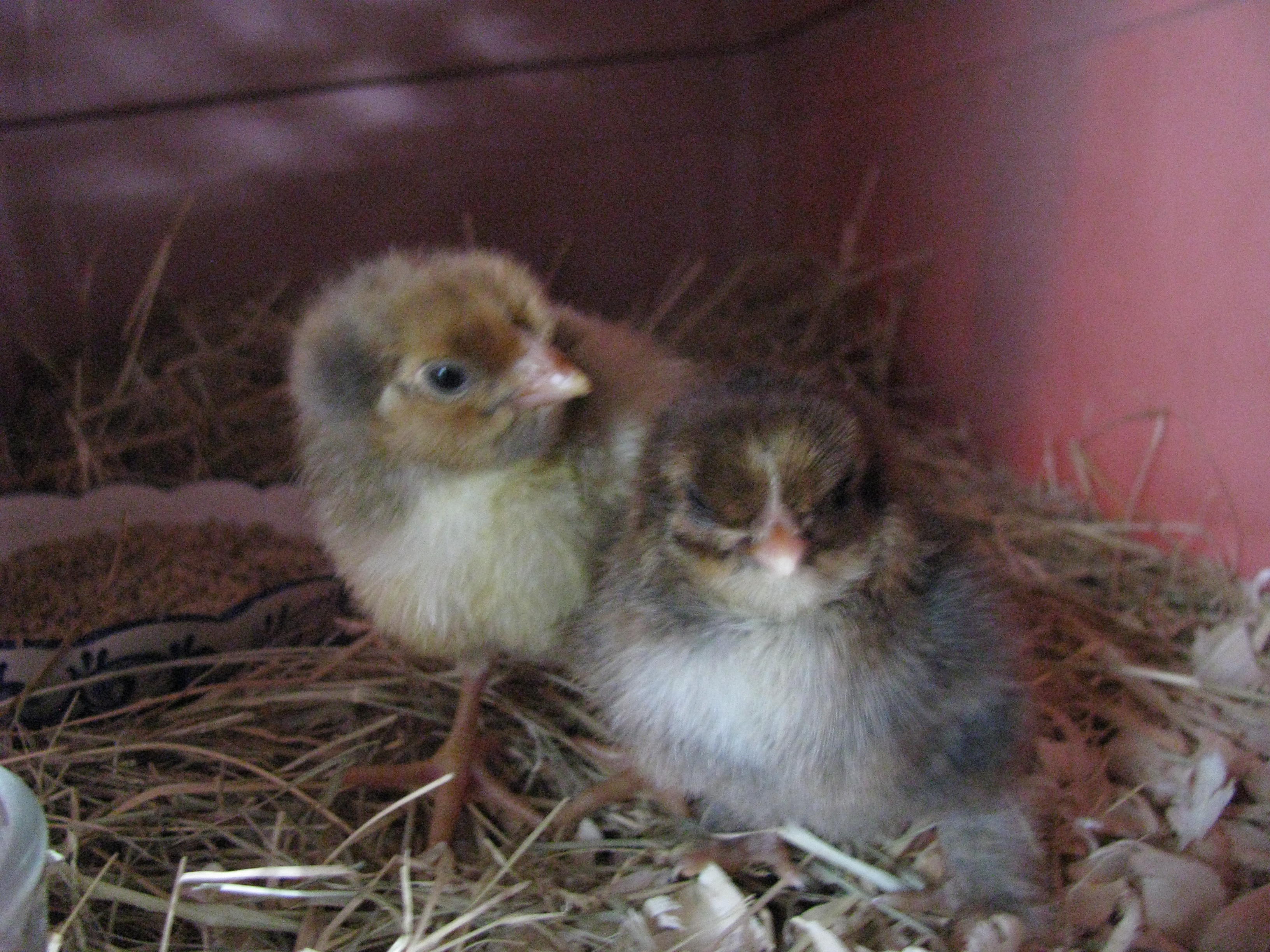 My newest chicks, 3 days old ! The larger one is a Blue Laced Red Wyandotte and the smaller brownish one is a Mille De Fleur Bantum Cochin. Too cute !