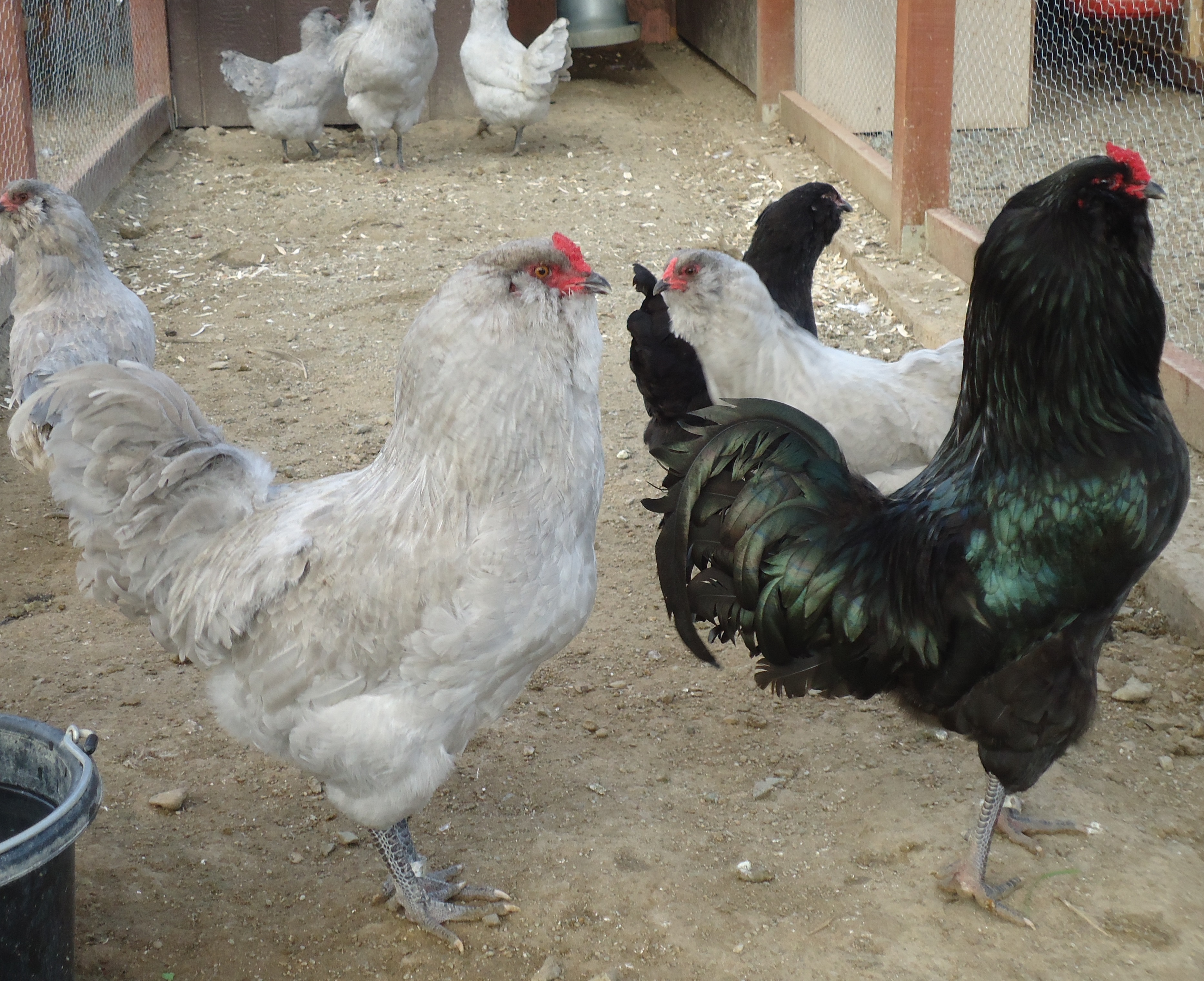 My newest Lavender  and Split boys