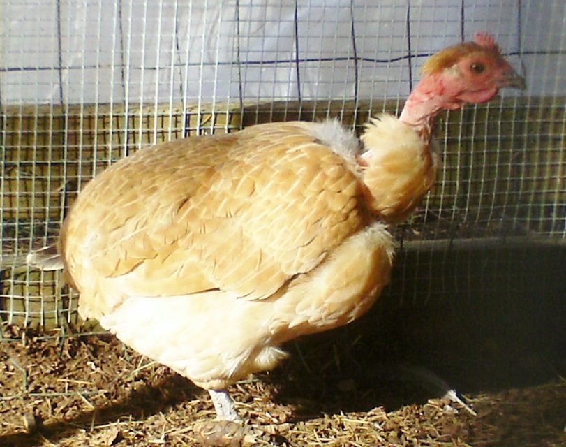 My NN Buff Banty Hen