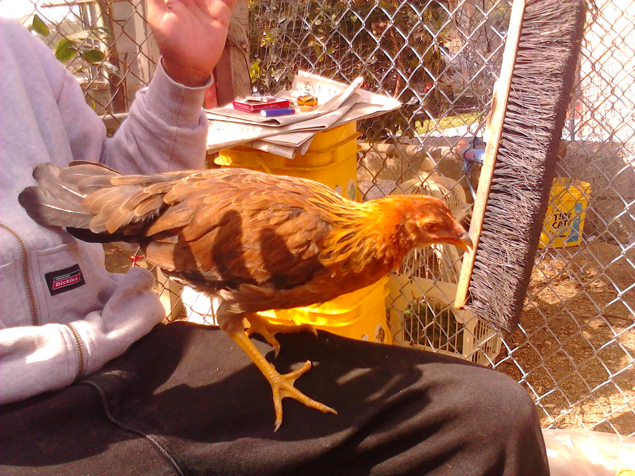 My normal sized game hen, a mix between a roundhead and a sweater. Just started maturing. Also got from the same pet store.