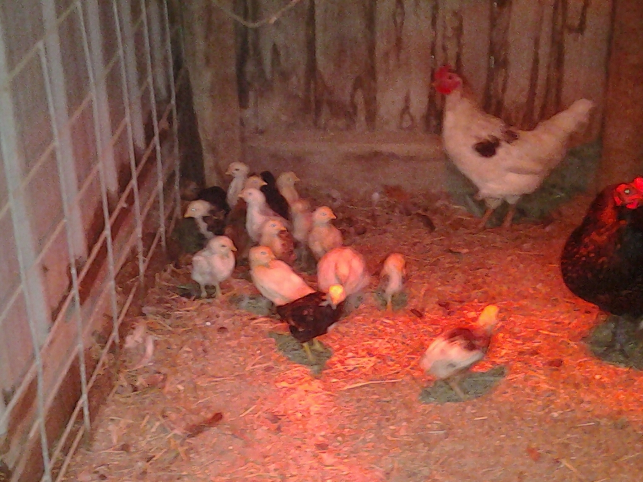 My November babies... Evil, my cockeral for sale is in the background and their momma is on the right