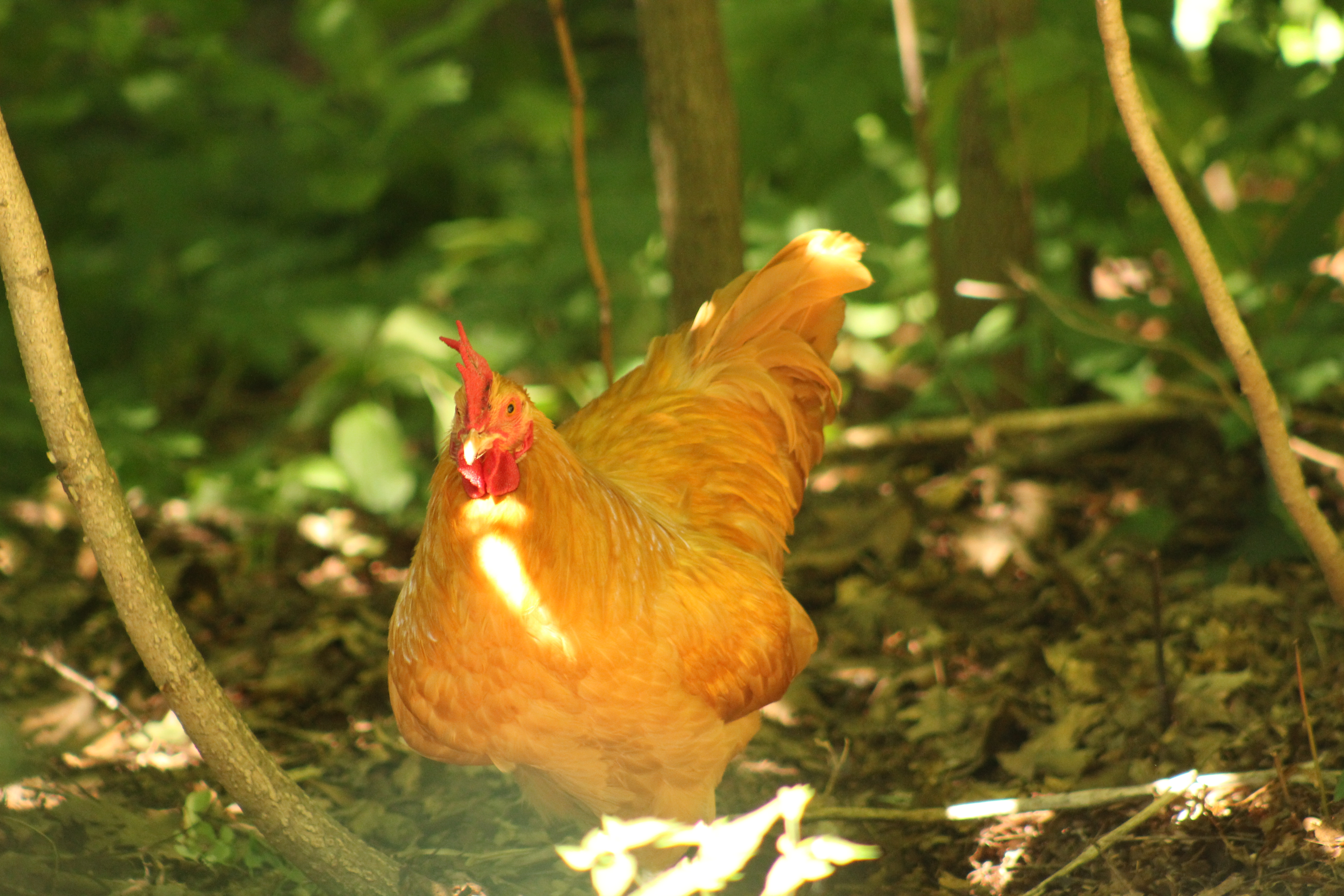 My now passed Buff Orpington roo Remus spending some time in the woods.