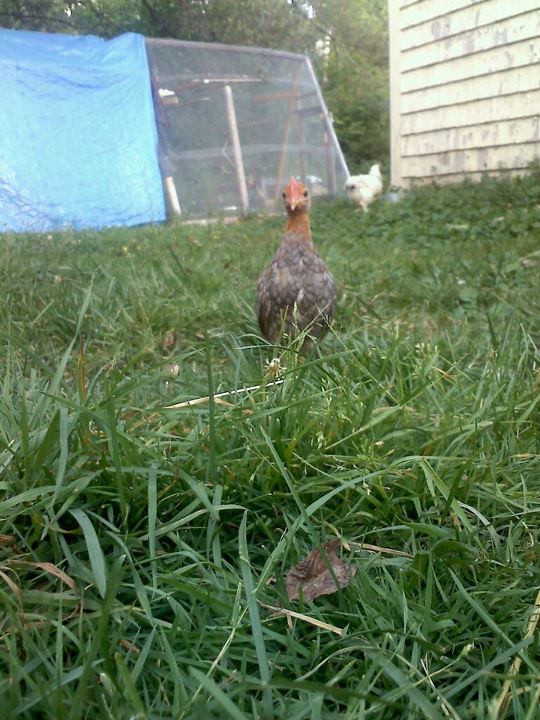 my OEGB..."Lil Man"