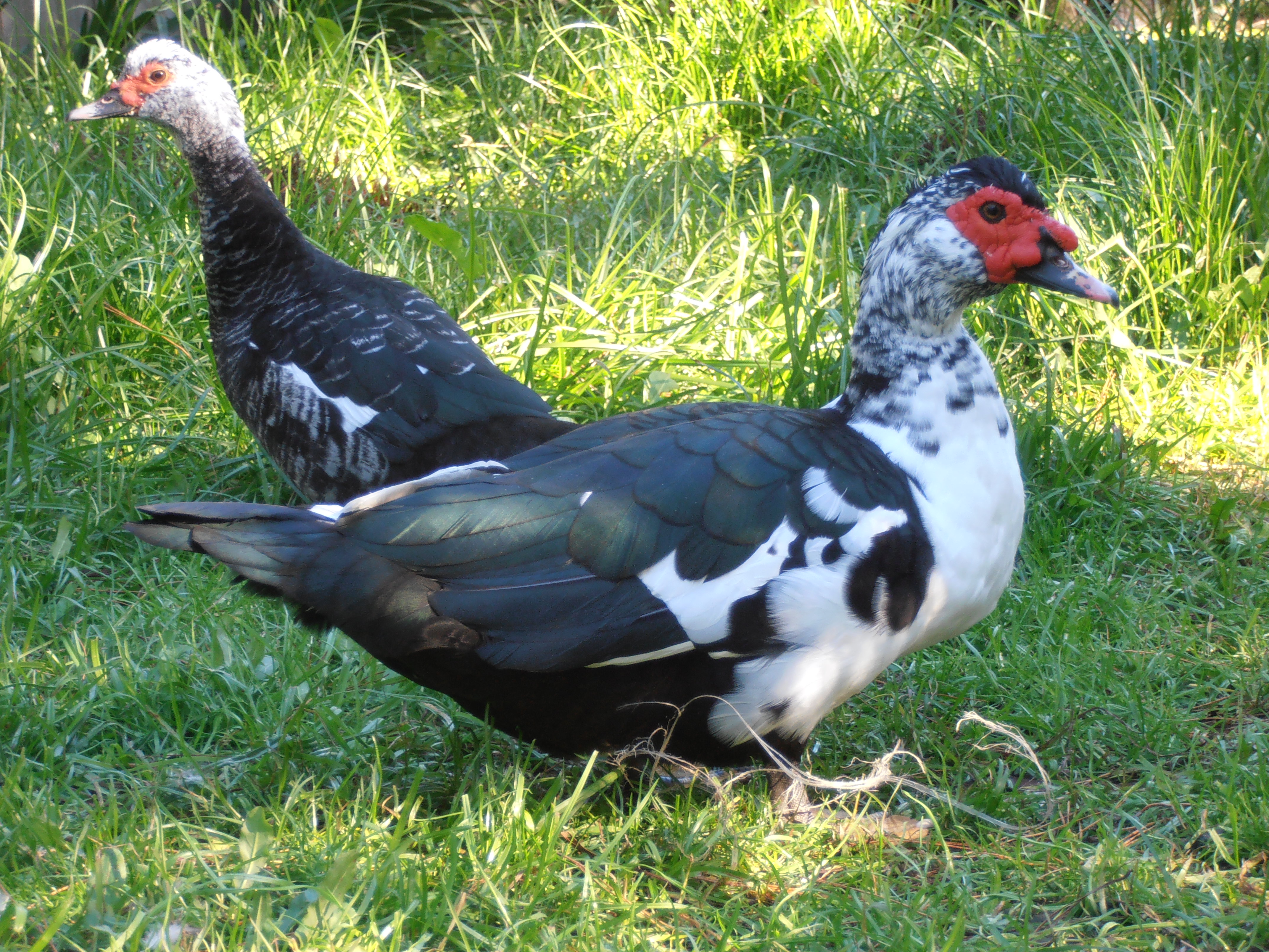 My old boy, Fella and his lovely lady friend Fea. Fella was one of the first ducks I ever had :) He's a bit quiet and loves Fea to bits.

 Fea was given to me by a lady who has no idea where she came from but decided she was too friendly to not keep. She is very independent but  follows me like a puppy if she thinks it will lead to her getting some snails:)