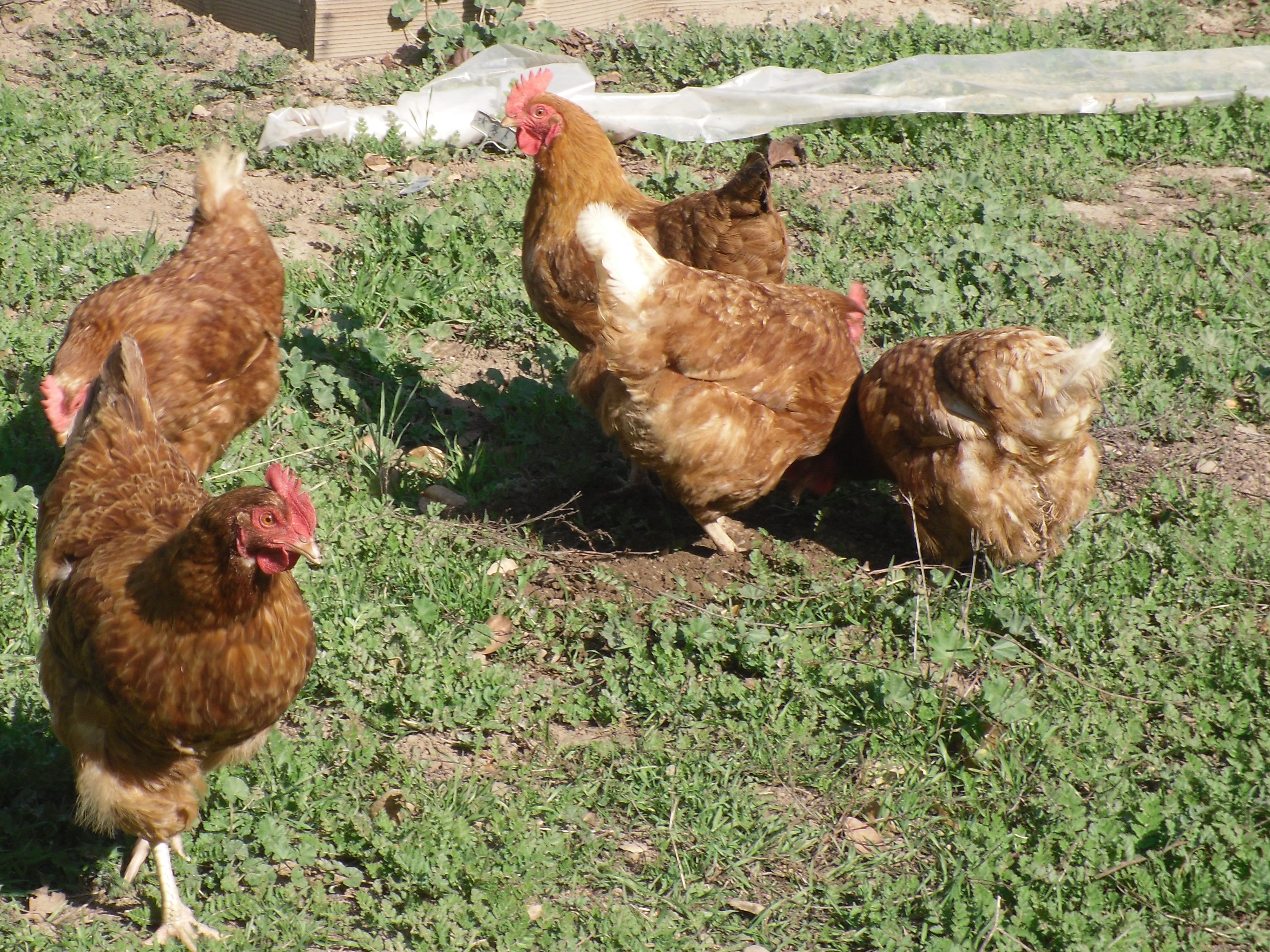 My "old" chickens (I don't have them any more): Hamstring, Comet, Cheese, Ketchup, Drumstick, and Blinky.
