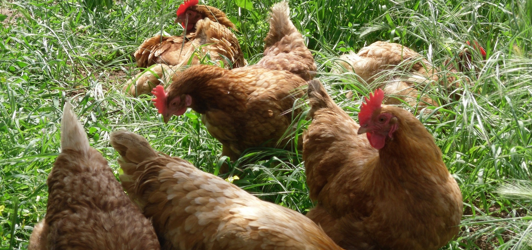 My "old" chickens (I don't have them any more): Hamstring, Comet, Cheese, Ketchup, Drumstick, and Blinky.