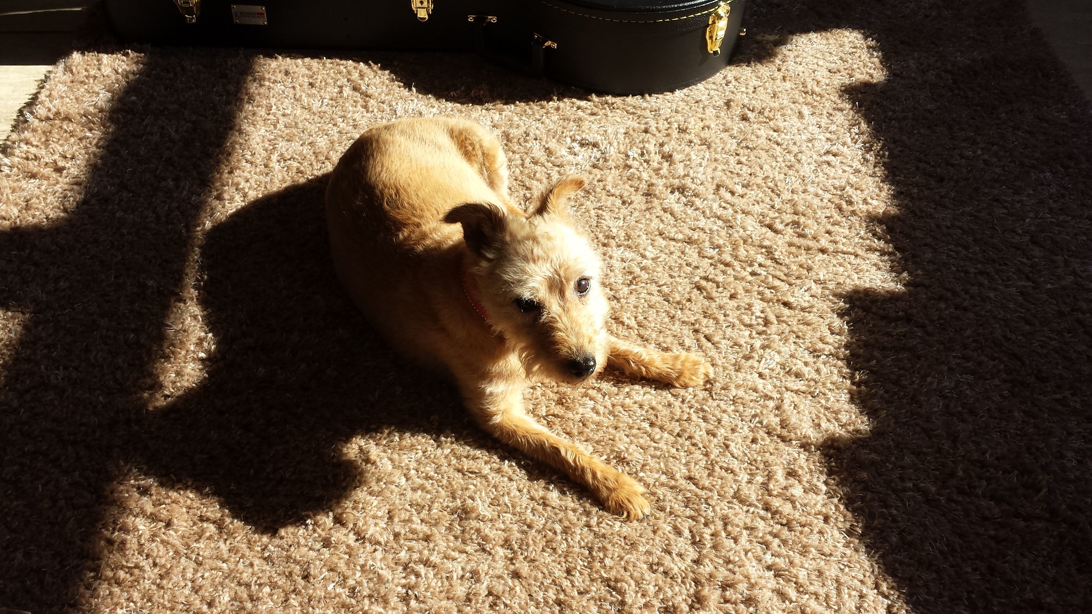my old dog Meg. xx