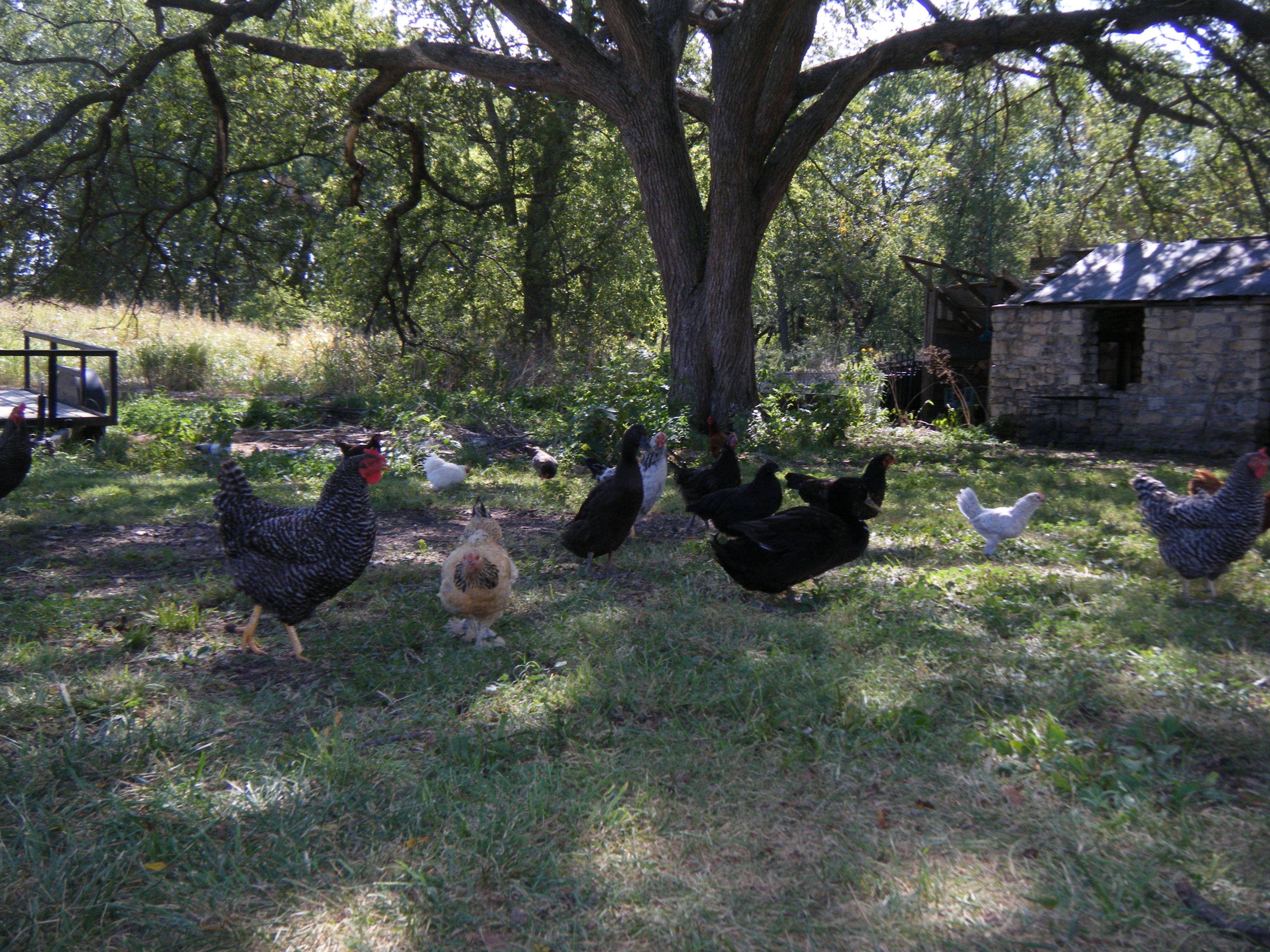 My old ladies and ducks, happy for spring.