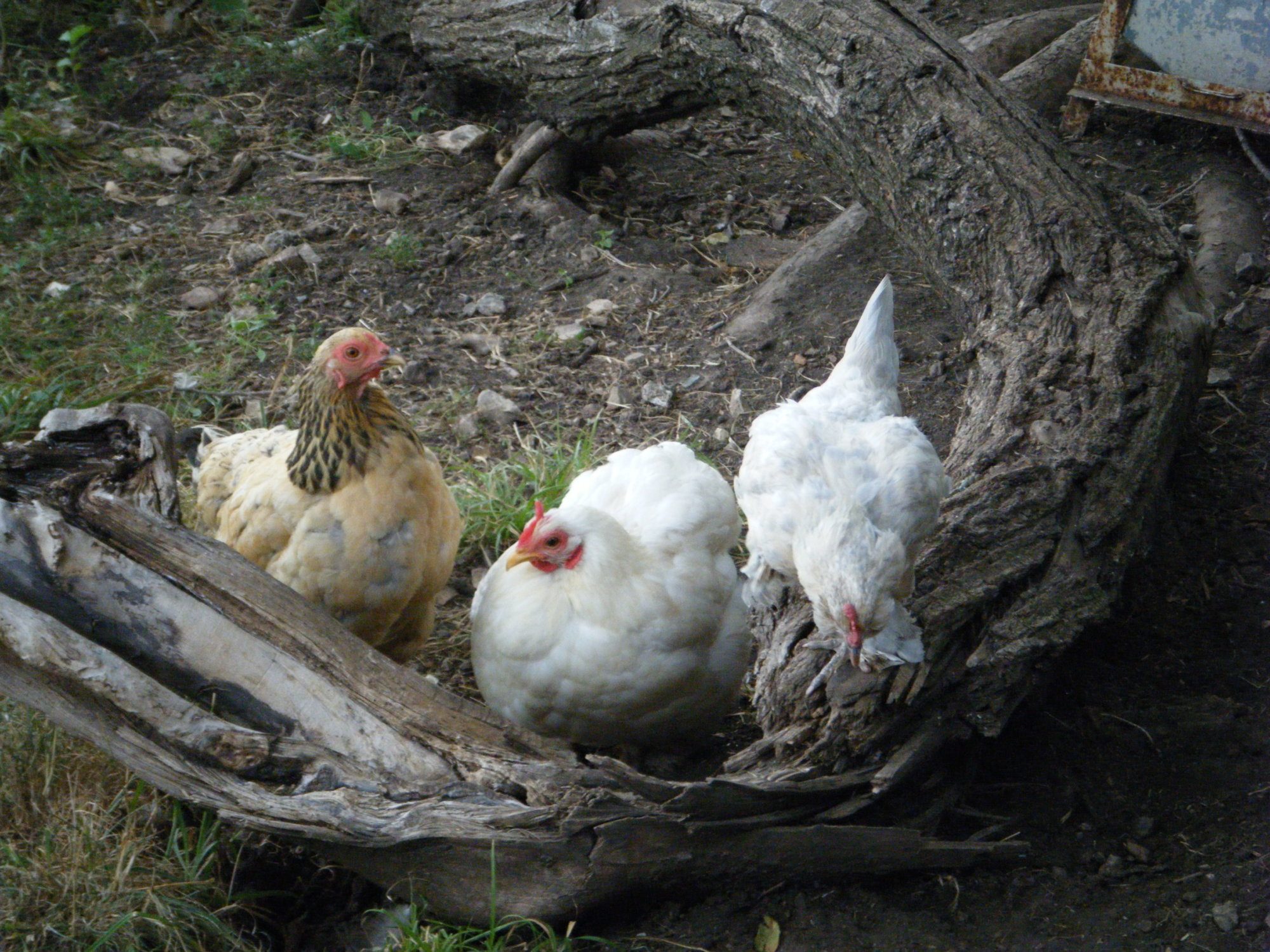 My old lady bantams, from left to right: Uhora, Nora, and Sophie.