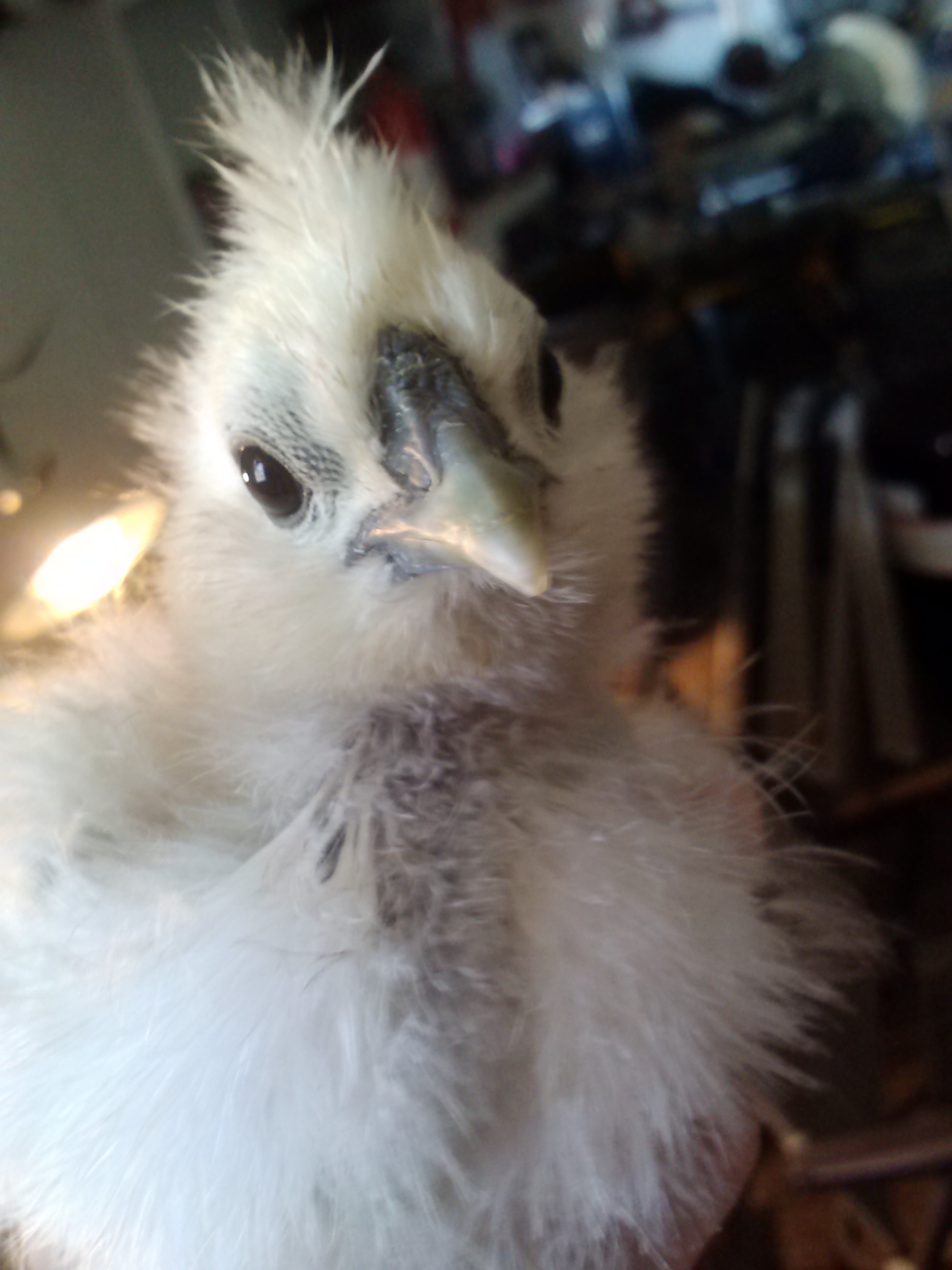 My Old Silkie Chick I Used To Own And Have, Polar