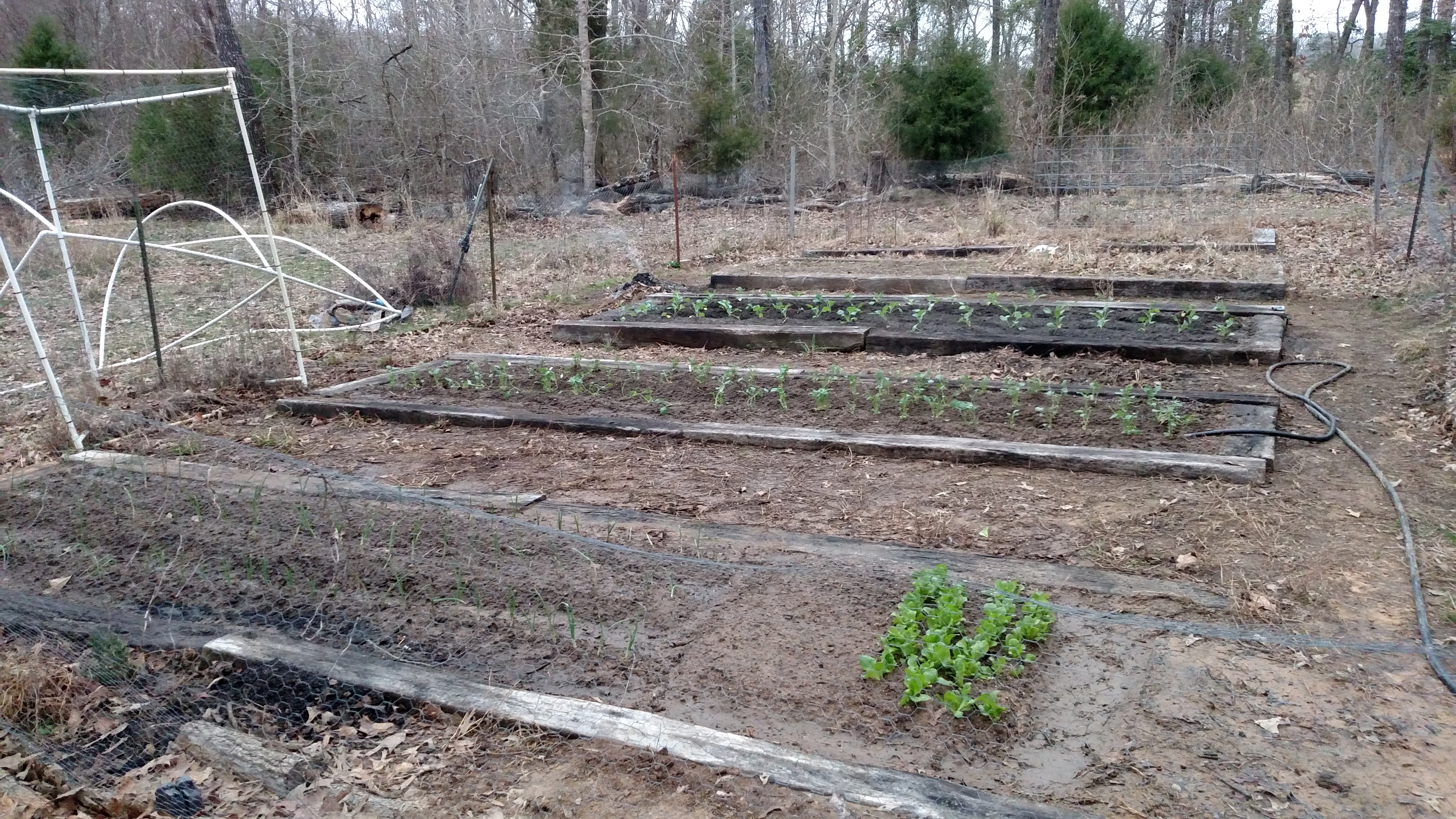 My older sister and brother in law (Allcorn) have started getting their garden in already.  They do the raised bed gardening.

Boy, am I feeling behind.