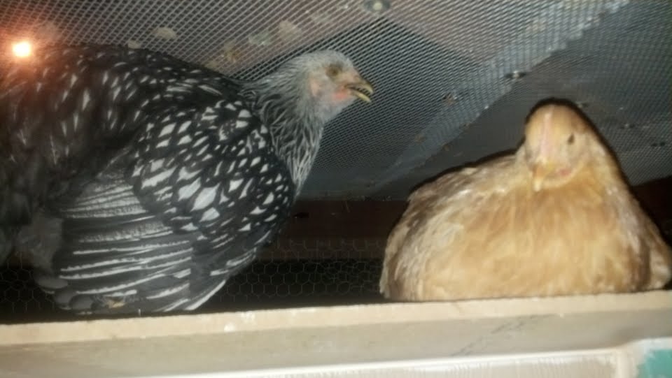 My oldest two roosting on top of on our newly built coop at night. No body actually sleeps in the coop...LOL