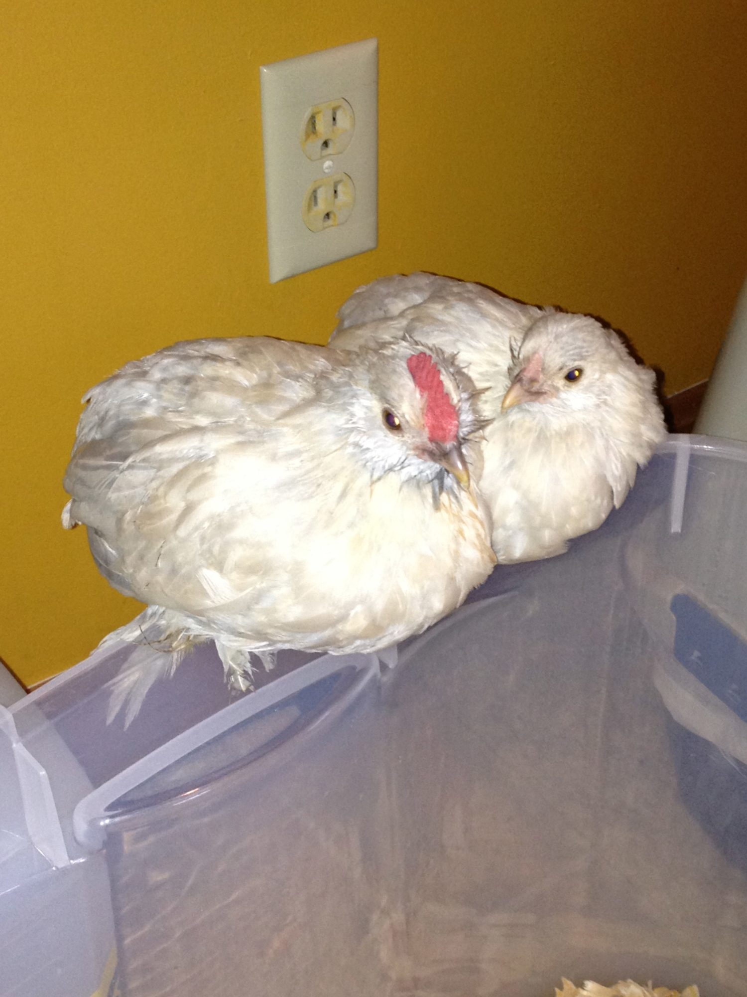 My oldest's Porcelain D'Uccle pair. Sweetest birds we have ever owned and hands down our favorite breed! Even the roo LOVES attention. :)