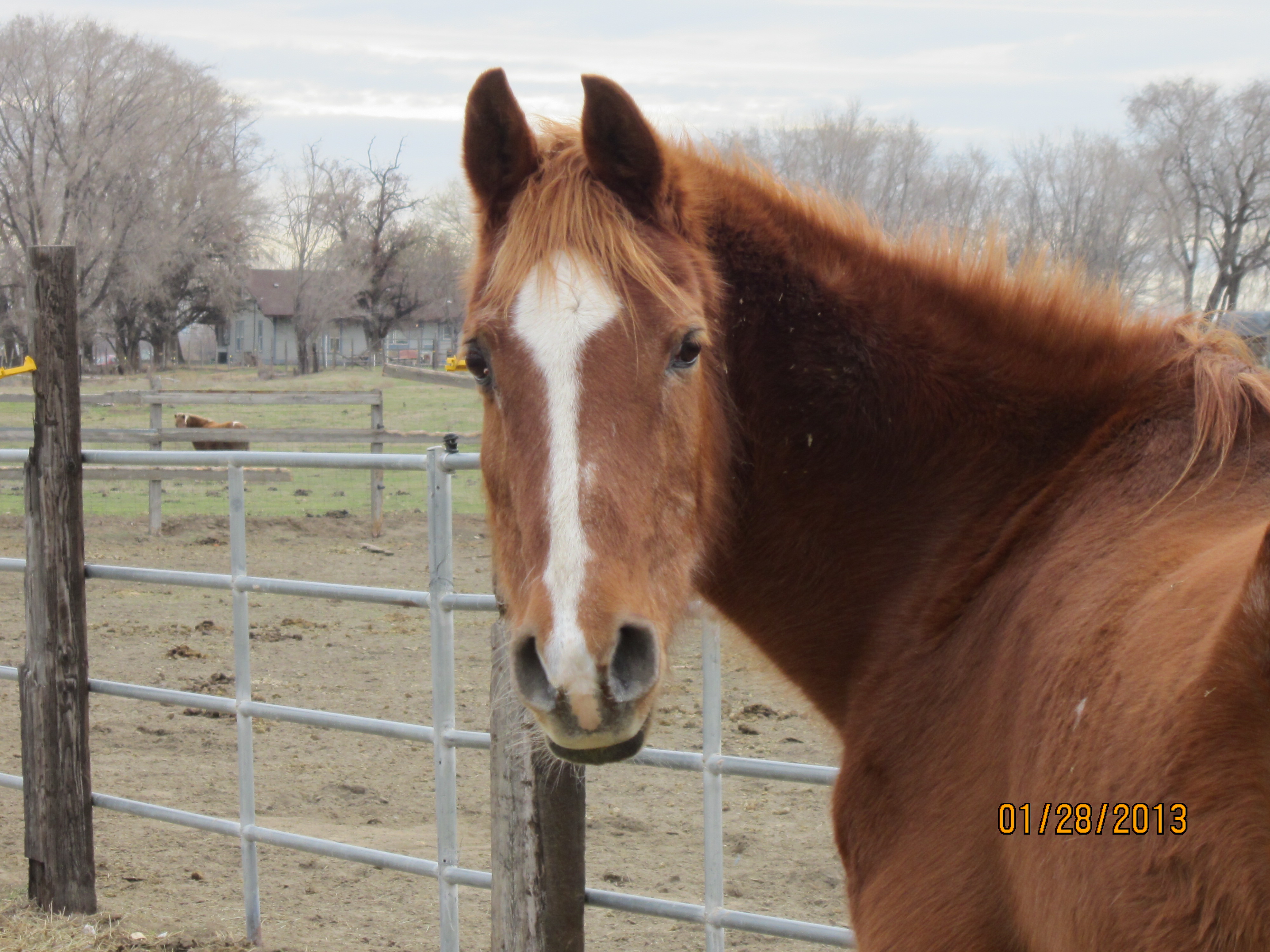 My oldie but goodie, Khlassi. He will be 28 this year and still is ridden lightly bareback :-) I love my Bub-Bub. He has been with me for 22 years.
