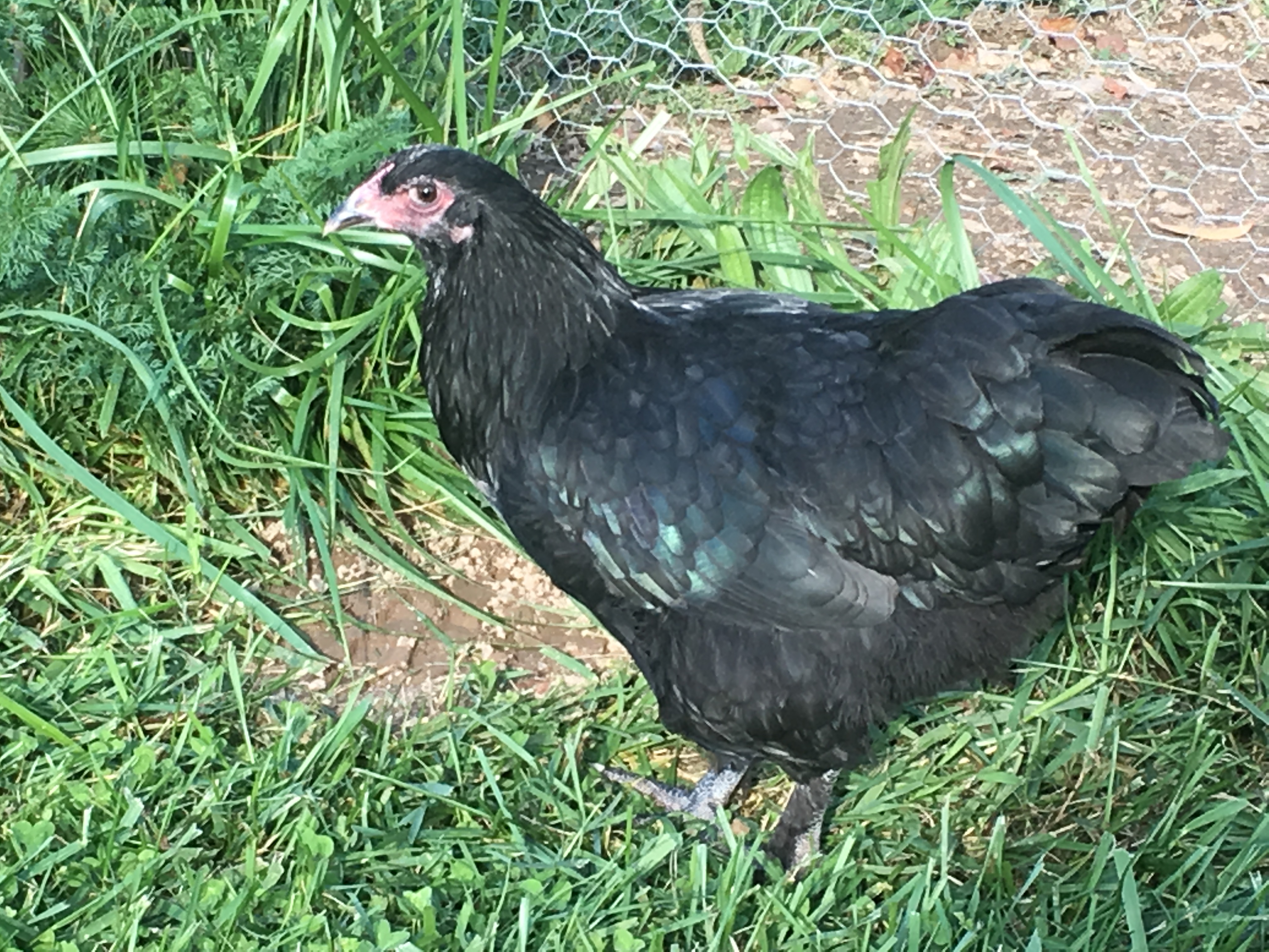 My Olive Egger pullet Olivia