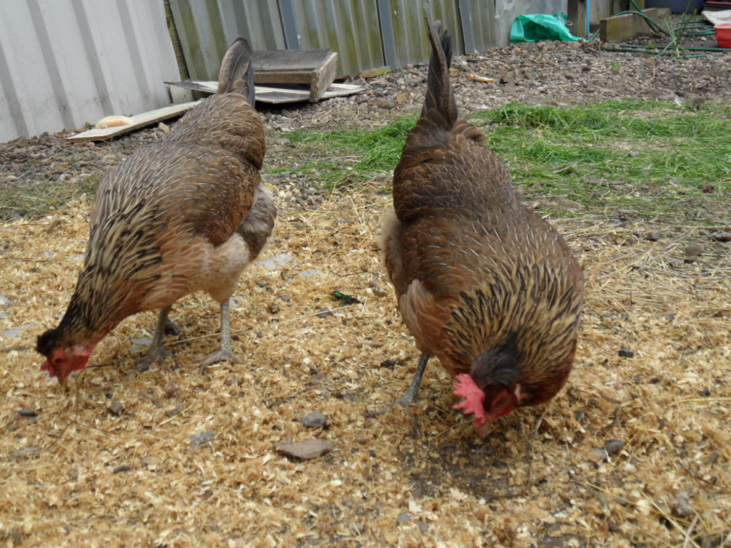 My olive egger's Jewel and Tinker