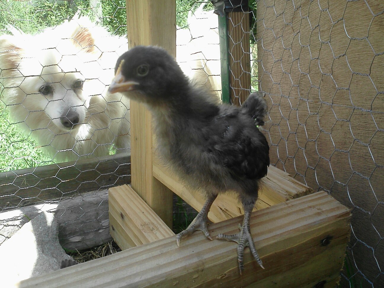 My one barred lady from the new bunch