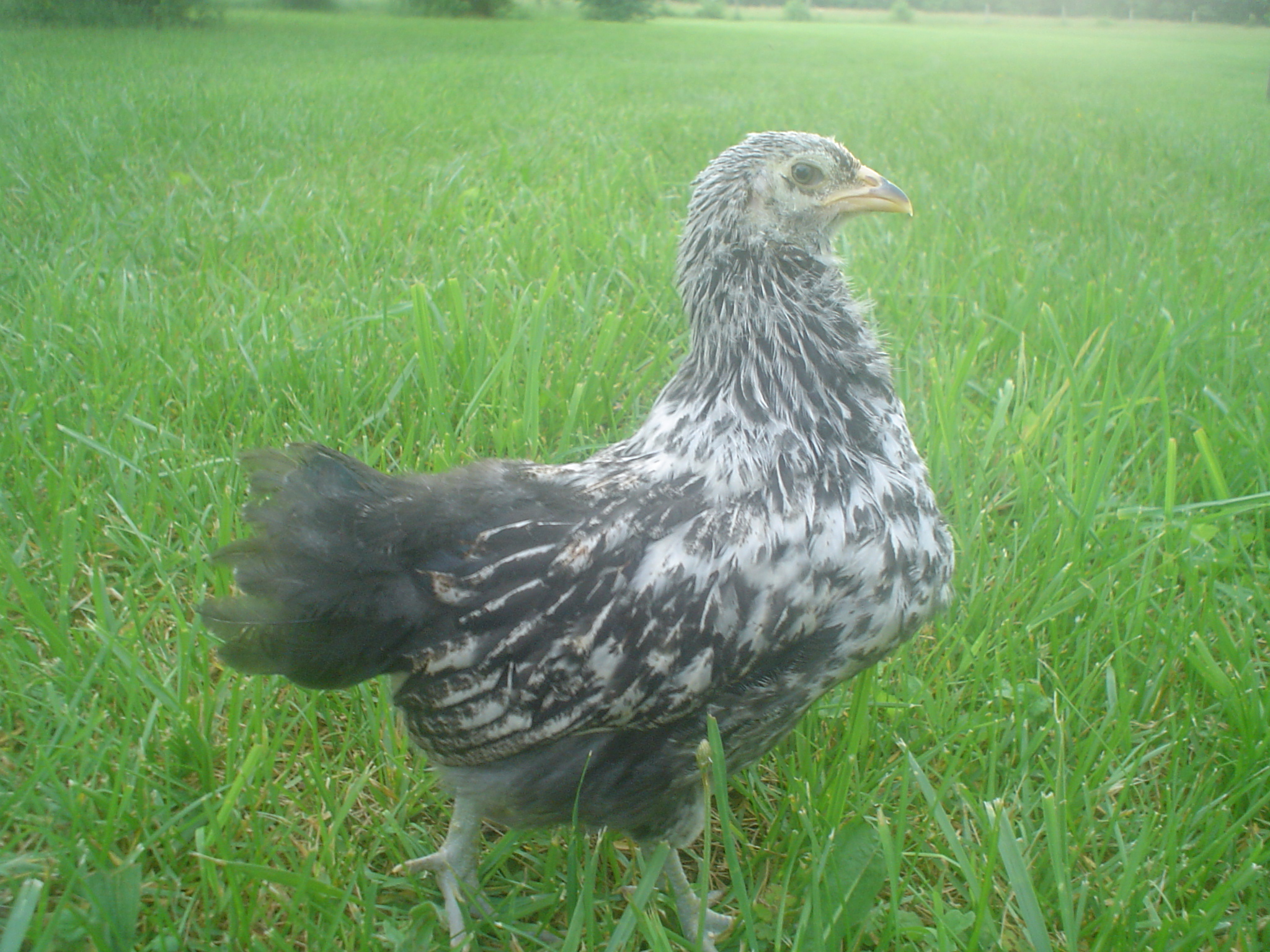 My one true Ameraucana. Bred up for even bluer eggs, from Brody's Bordello. She is pretty, and not deformed, just has a full crop. Really steel blue legs, not like my green EE's legs. MAMA..Update: Mama is now PAPA!!