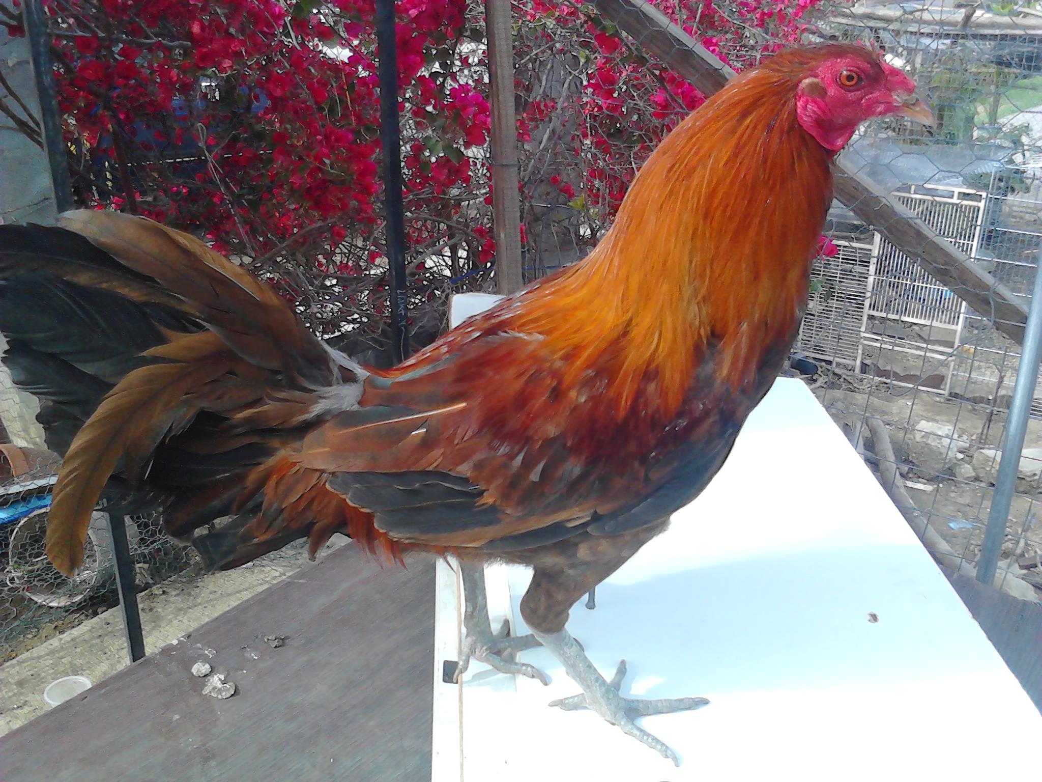 My only game cock so far, after dubbing. Not sure on the age, I found him on the streets like 2 or 3 months ago.