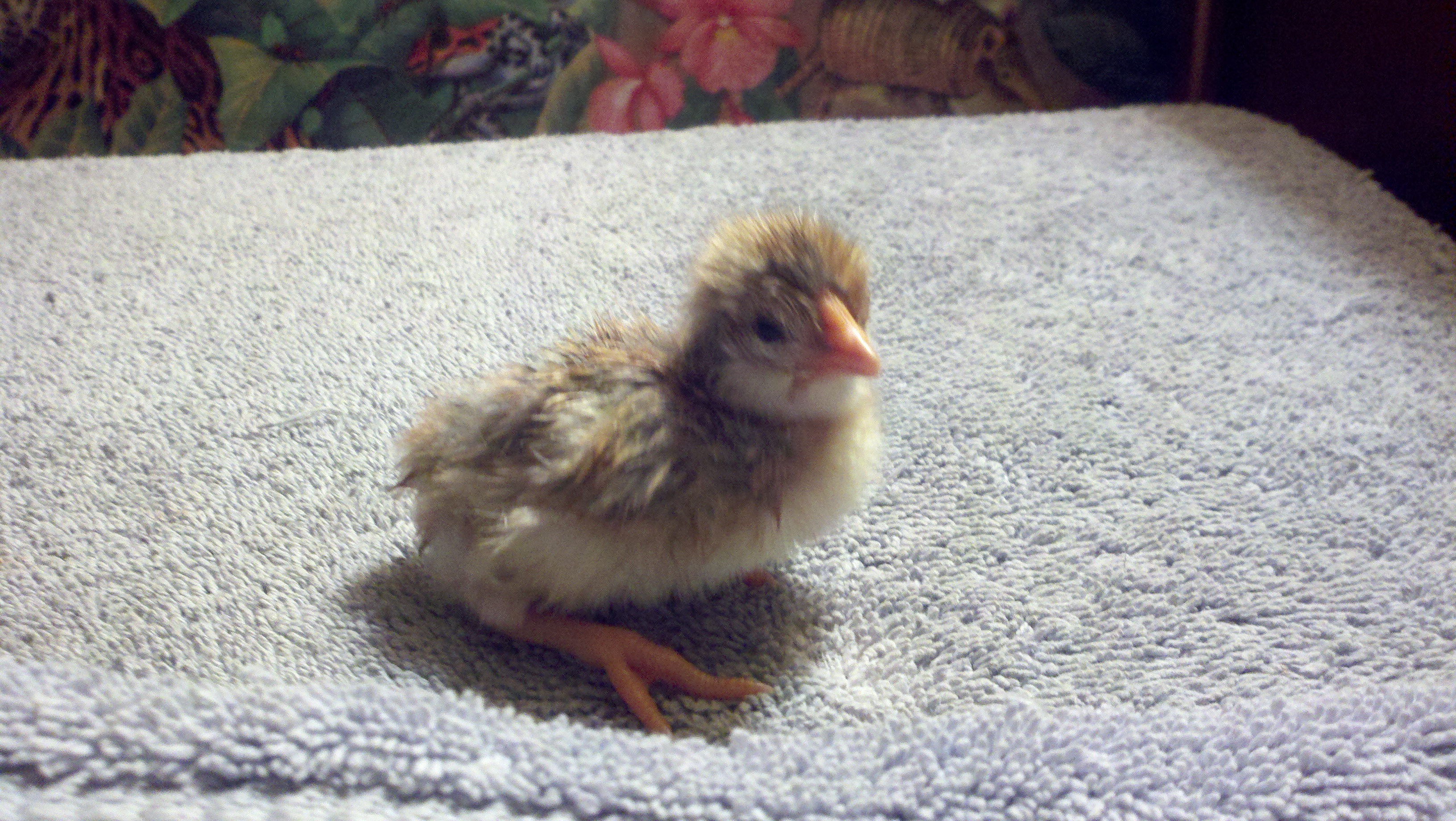 My only Icelandic chick to hatch out. Sure is a beauty!