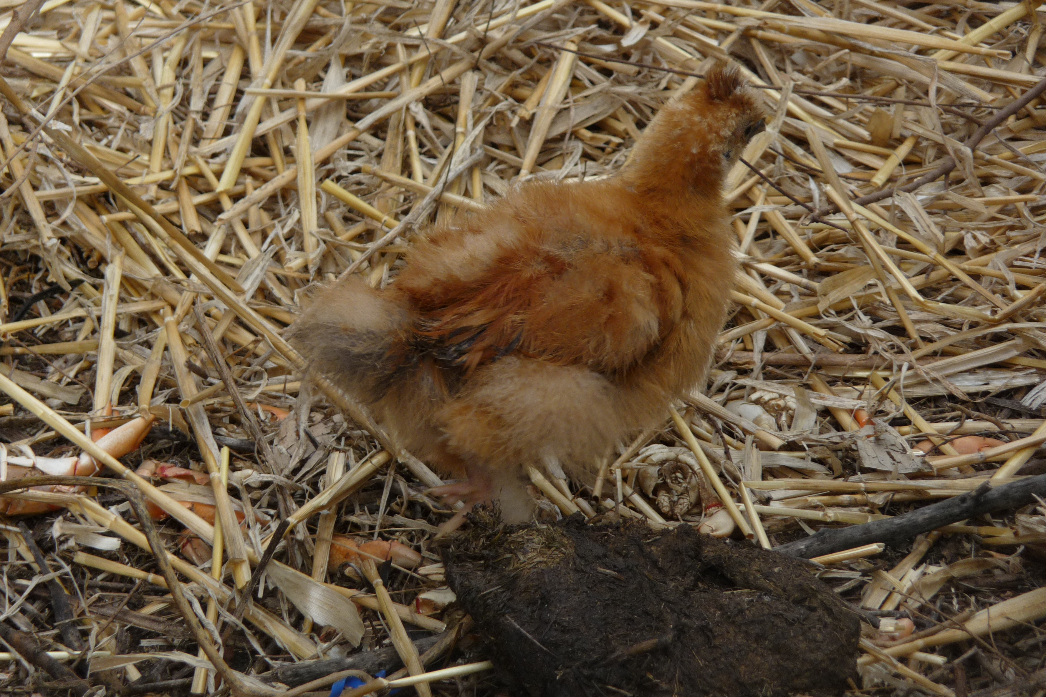 my only red, roo?