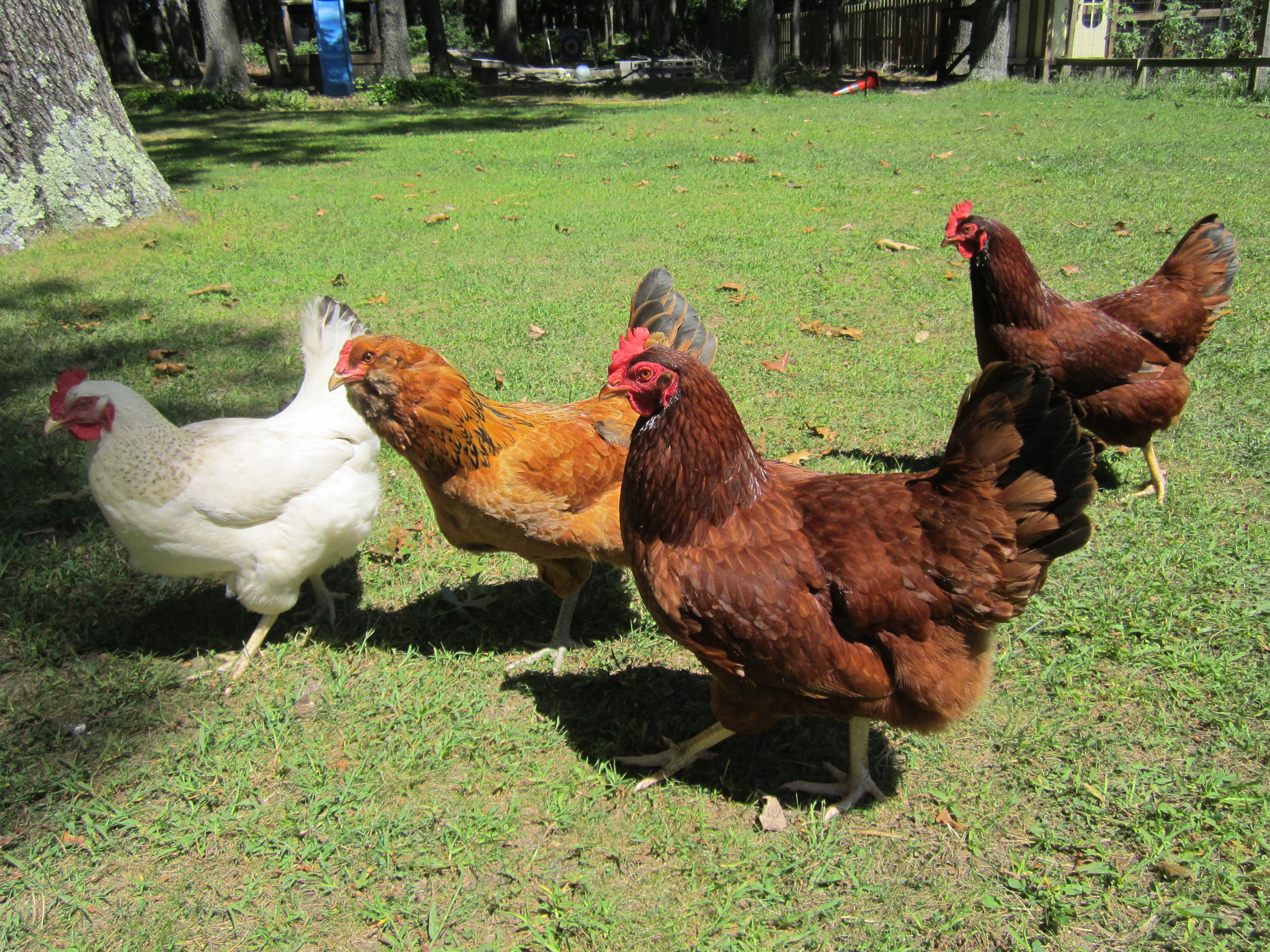 My original flock: in Aug of 2012 I received 2 BO, 1 Delaware, 2 RIR and 1 Aracauna. In june 2013, 1 of the BO died suddenly, 4 days later 4 adopted eggs hatched. 1 of these chicks died after one week. The other 3 are pictured in my avatar. Their parents are questionable, Hens were Delaware, BO, White Rock and the rooster was either an aracauna or a wild rooster, unknown parents.