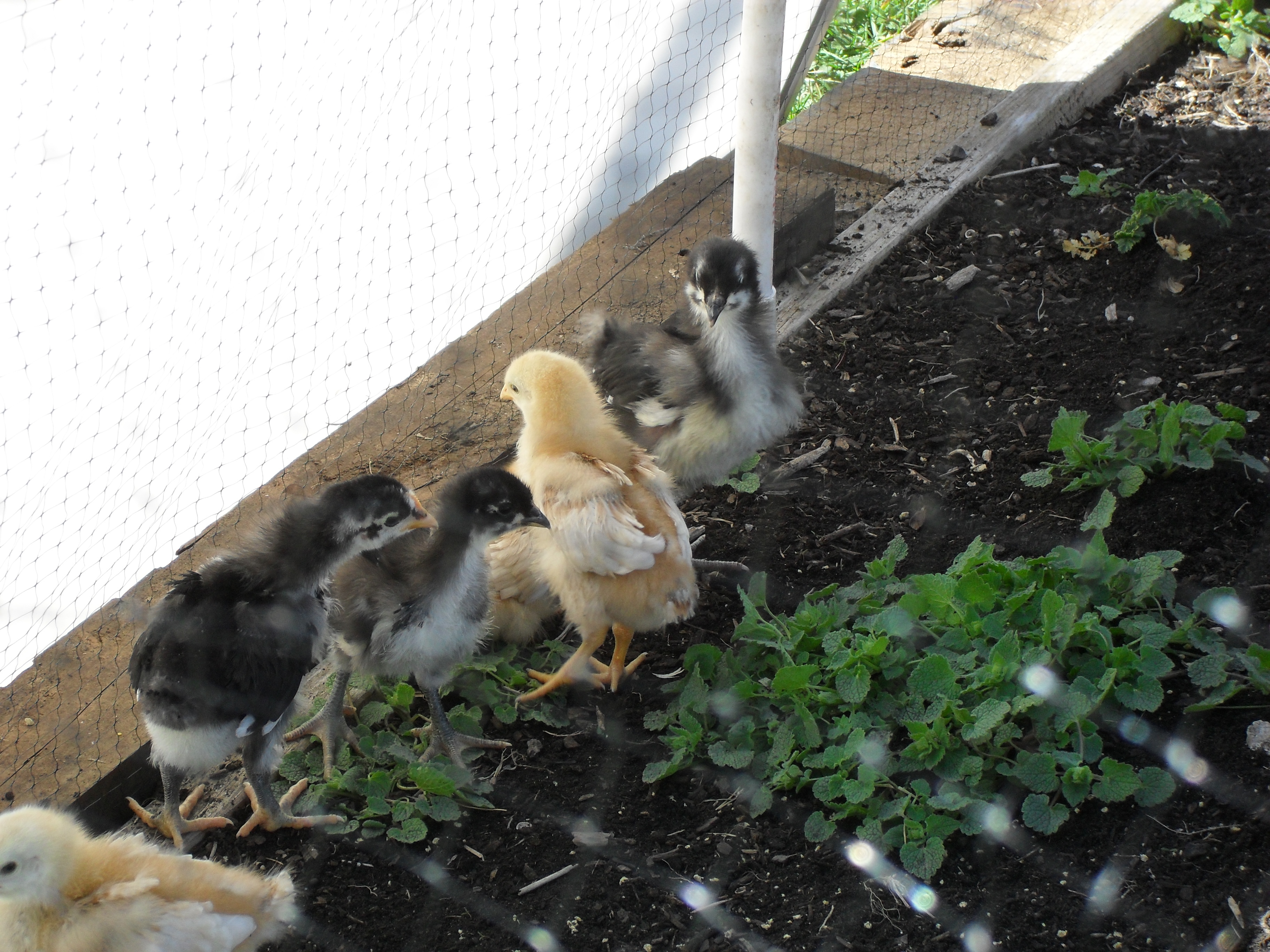 my original flock outside in the spring on a very warm day (March 13, 2012)