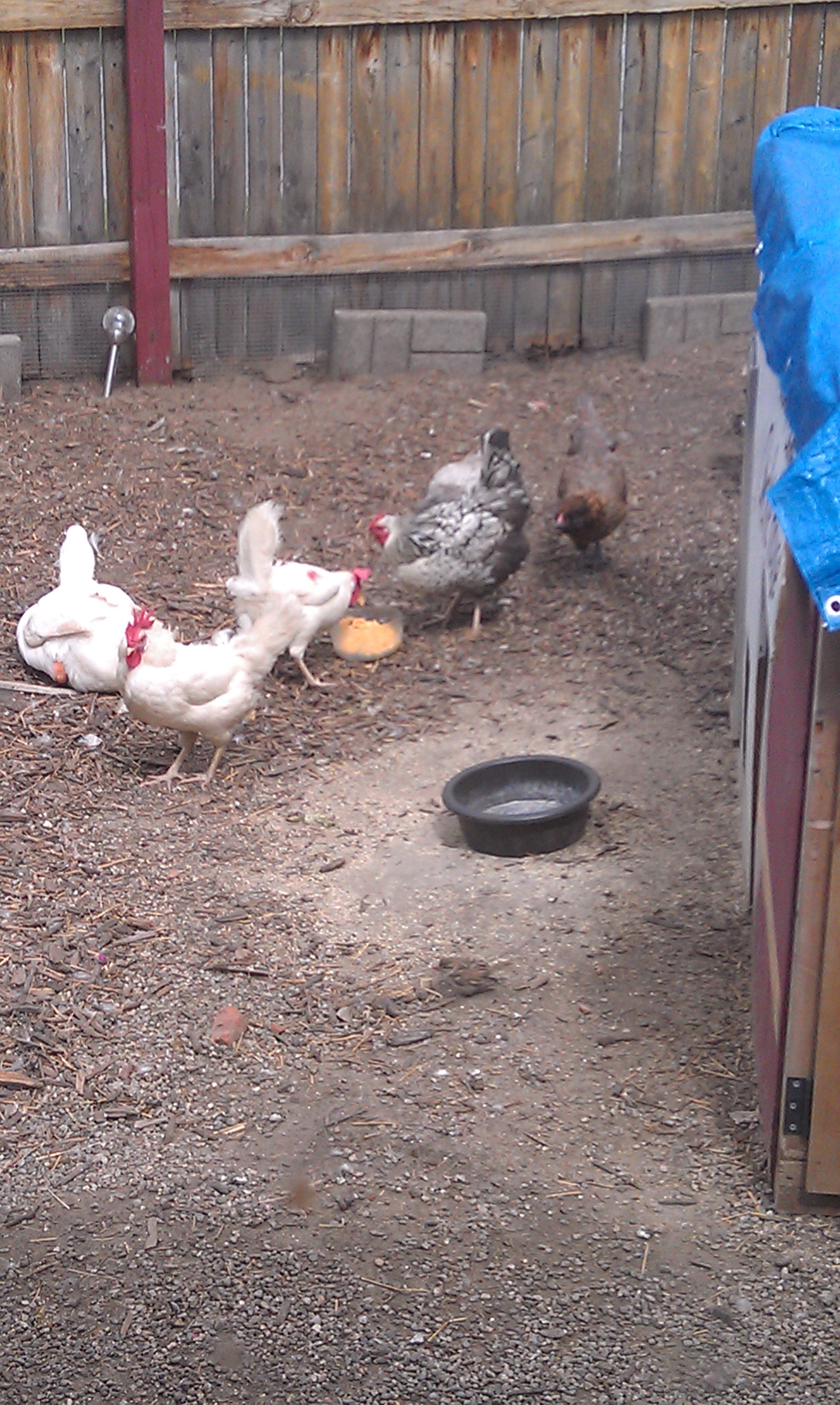 my original flock