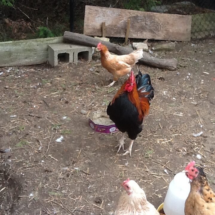 My other chckens