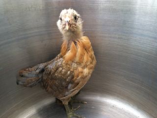 My other easter egger.