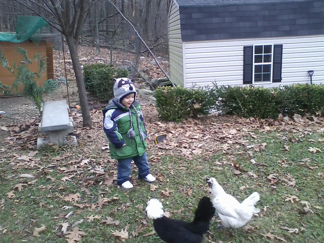 My other grandson with Phylis our Polish and Amelia a mixed breed.  We also have Leghorns and a Sultan hen.
