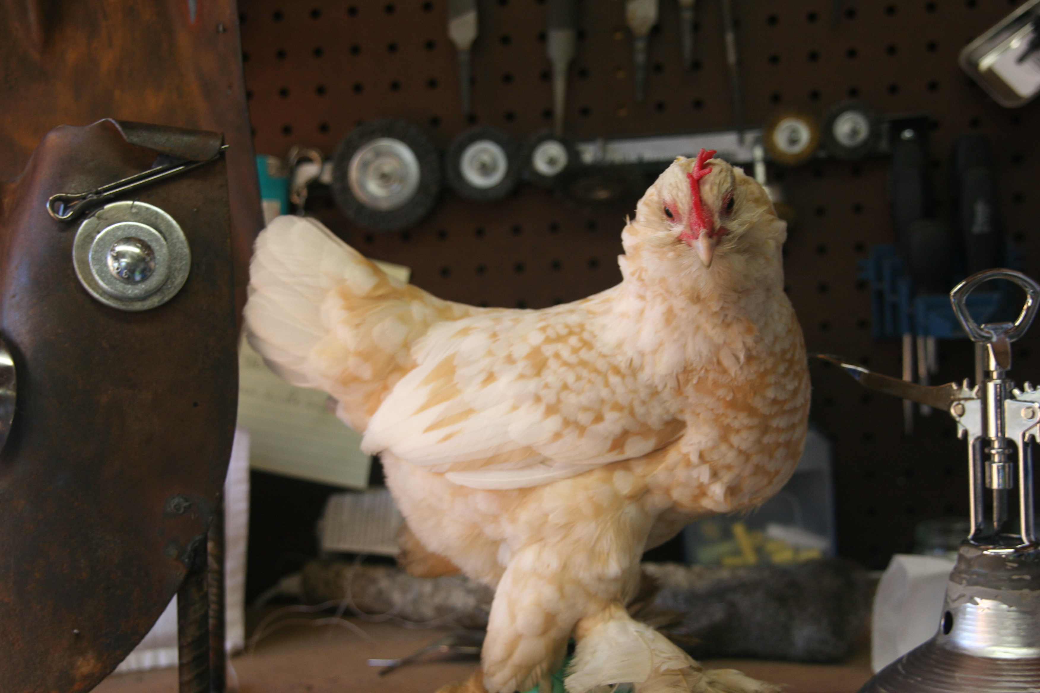 My other helper, Minnie Pearl helping me with Barnie the III