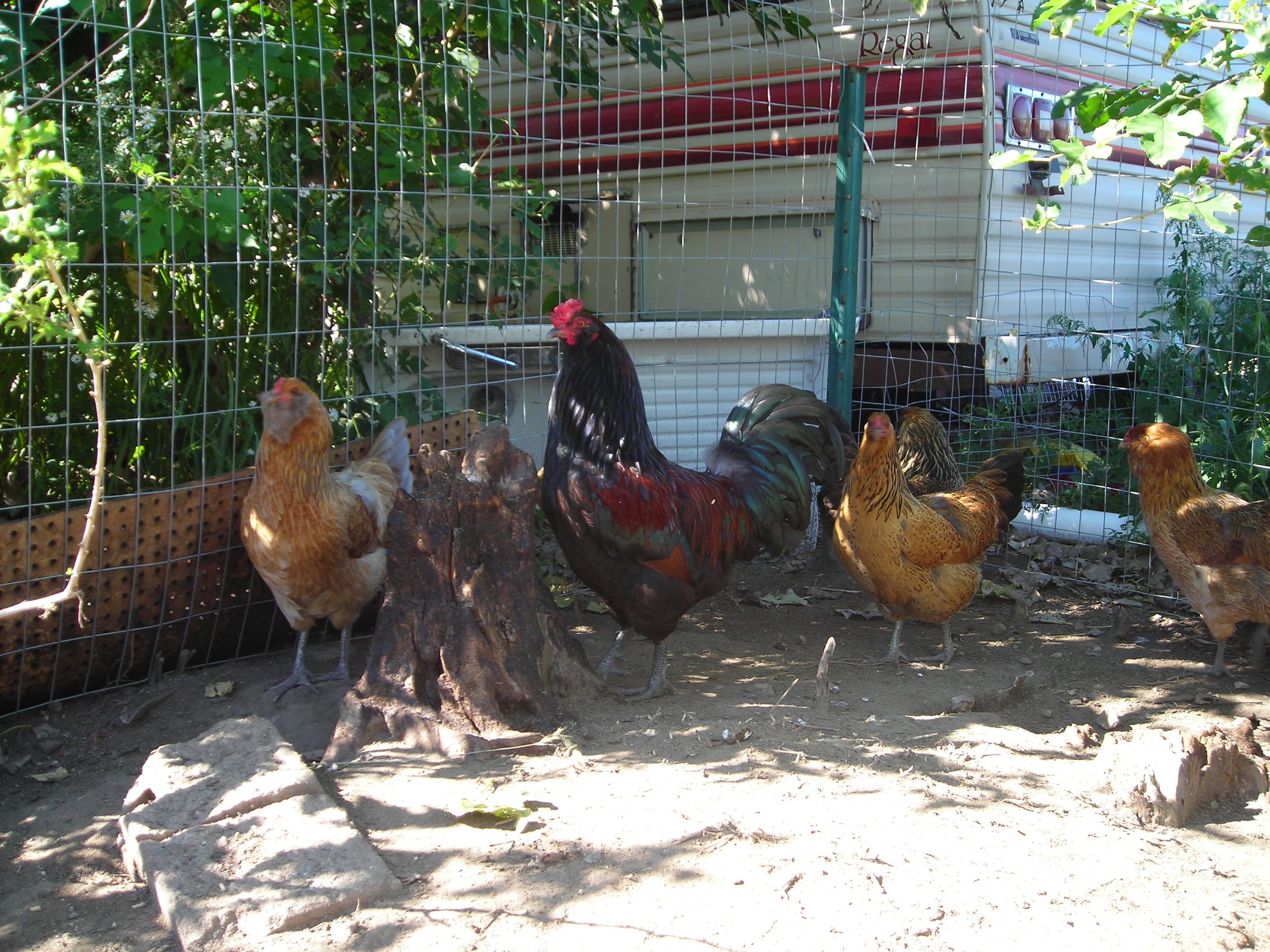 My other rooster and his hens, does someone know what breed he is?