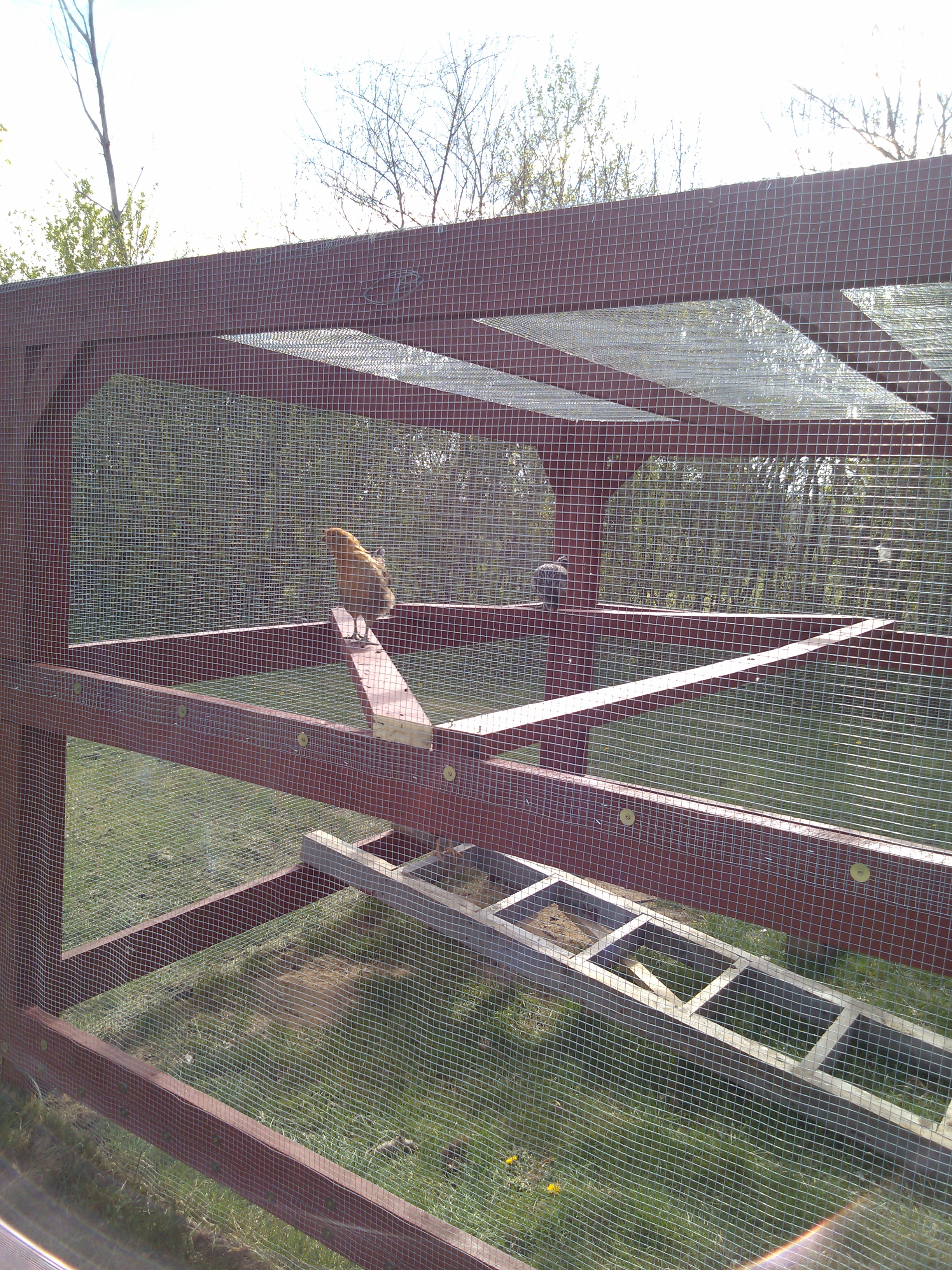 My outdoor roosting bar idea has been chicken approved! The lower one is a homemade ladder that I threw in there til we get the fine details finished. Most get up on the triangle one now but they actually like the ladder on blocks too.