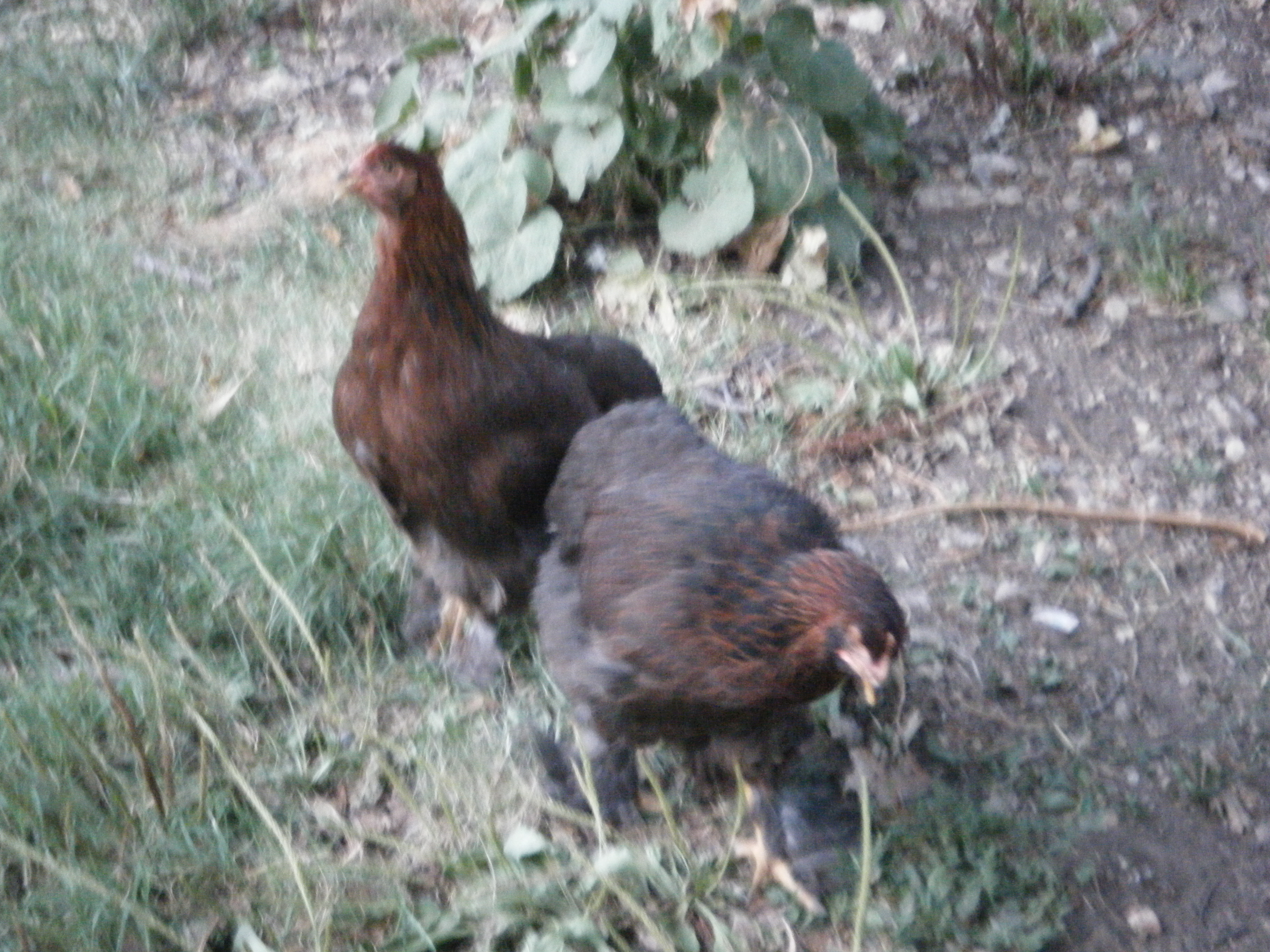 My Partridge Cochin hens. One is named Big Lady, but I can't tell who from the pic.